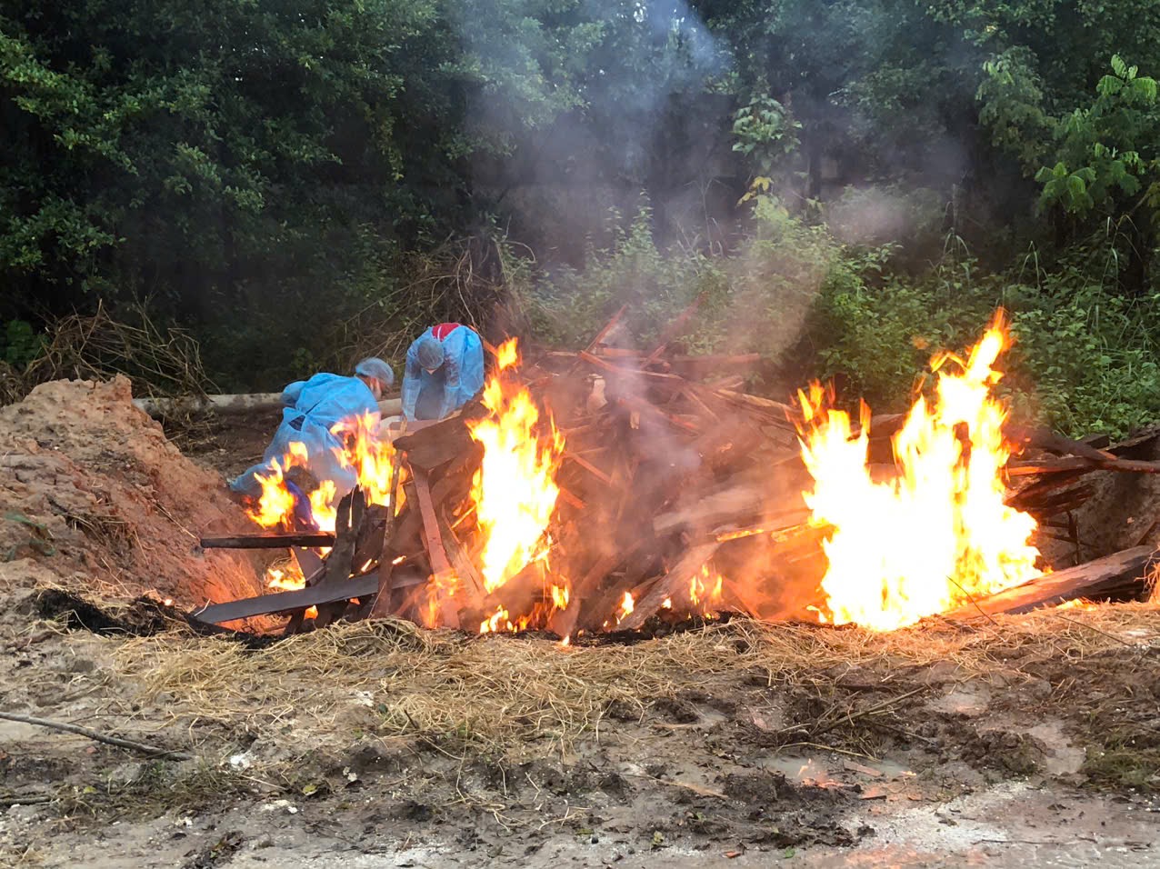 Ti&ecirc;u hủy hổ, b&aacute;o chết ở Vườn Xo&agrave;i bằng đốt v&agrave; ch&ocirc;n lấp- Ảnh 2.