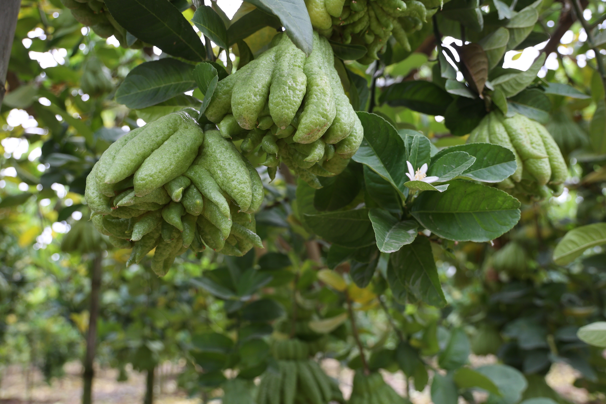 Mất trắng h&agrave;ng trăm tỷ, d&acirc;n trồng phật thủ ở H&agrave; Nội khốn khổ phục hồi sản xuất- Ảnh 1.