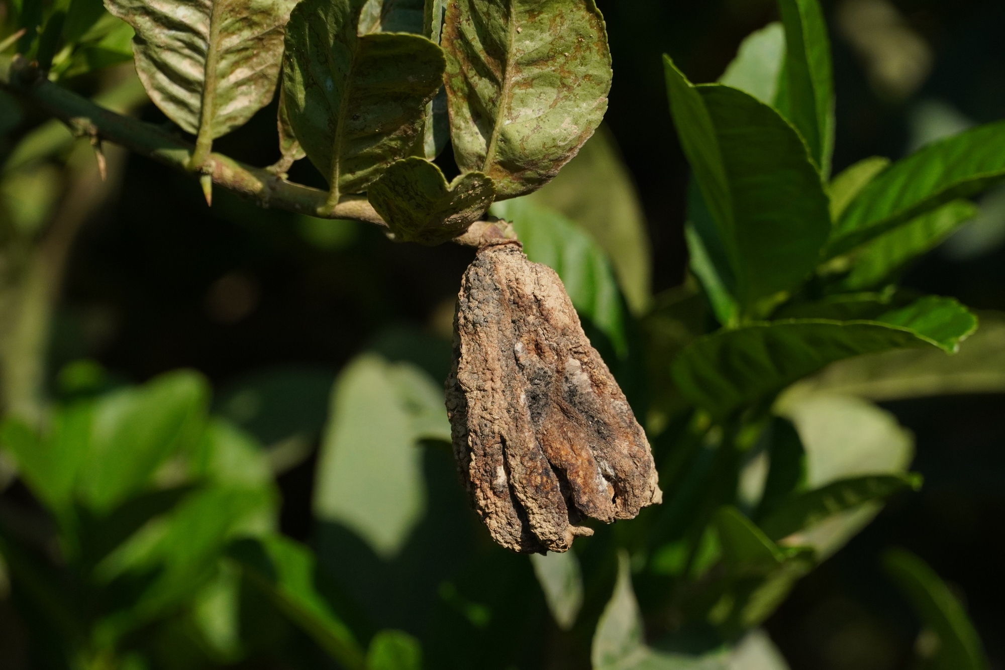 Mất trắng h&agrave;ng trăm tỷ, d&acirc;n trồng phật thủ ở H&agrave; Nội khốn khổ phục hồi sản xuất- Ảnh 6.