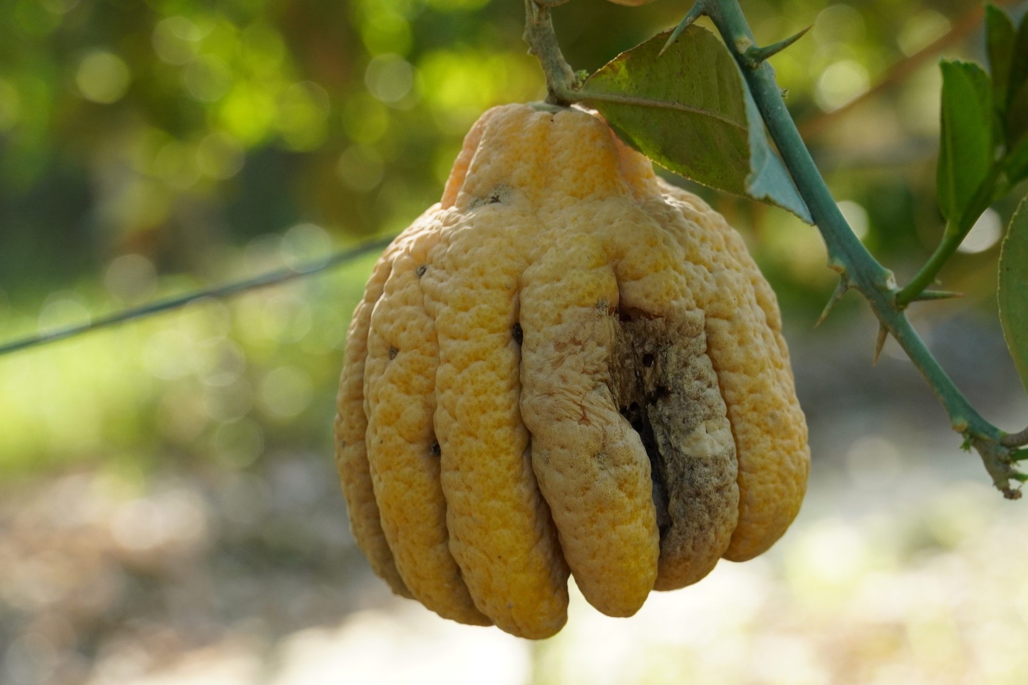 Mất trắng h&agrave;ng trăm tỷ, d&acirc;n trồng phật thủ ở H&agrave; Nội khốn khổ phục hồi sản xuất- Ảnh 5.