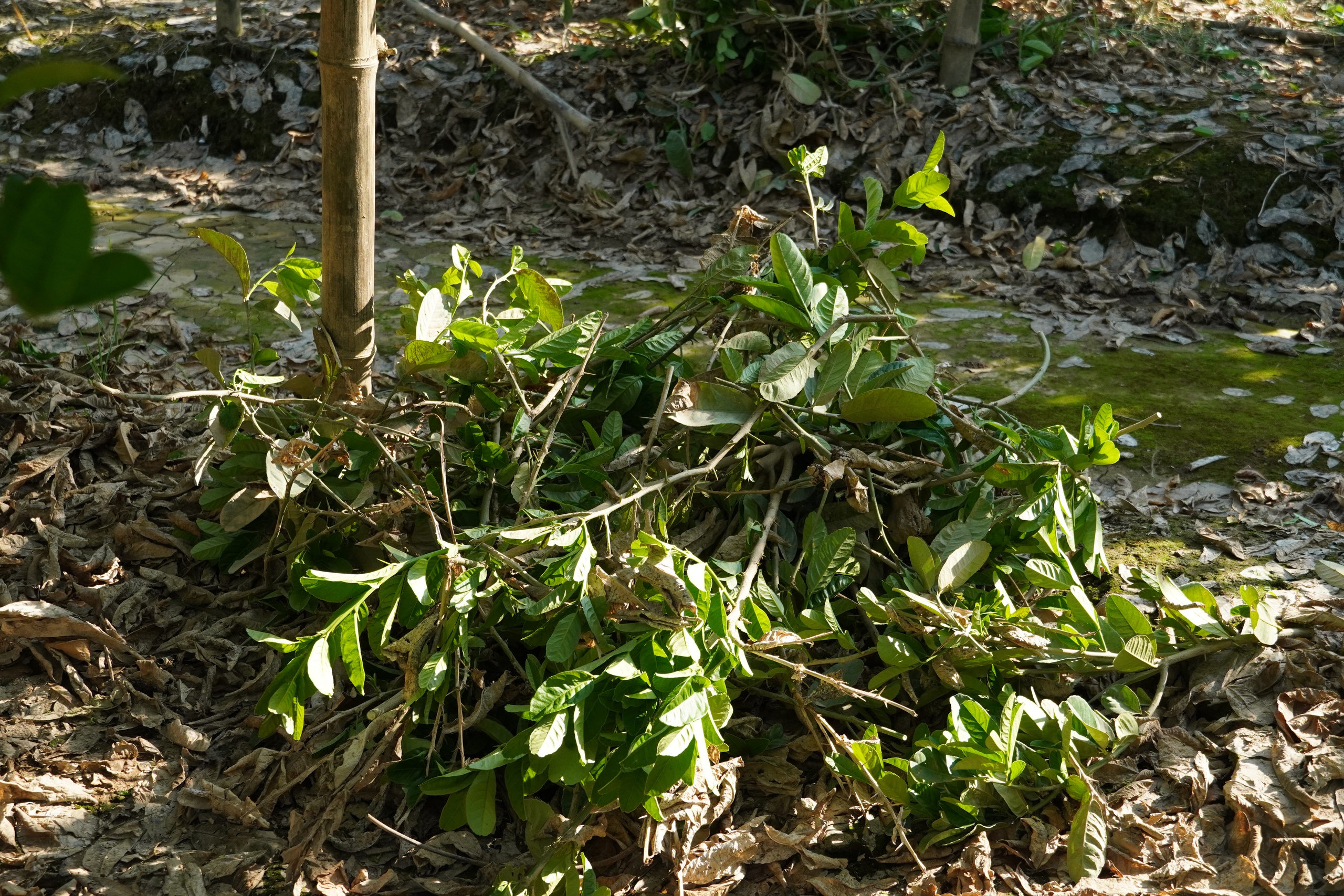 Mất trắng h&agrave;ng trăm tỷ, d&acirc;n trồng phật thủ ở H&agrave; Nội khốn khổ phục hồi sản xuất- Ảnh 9.