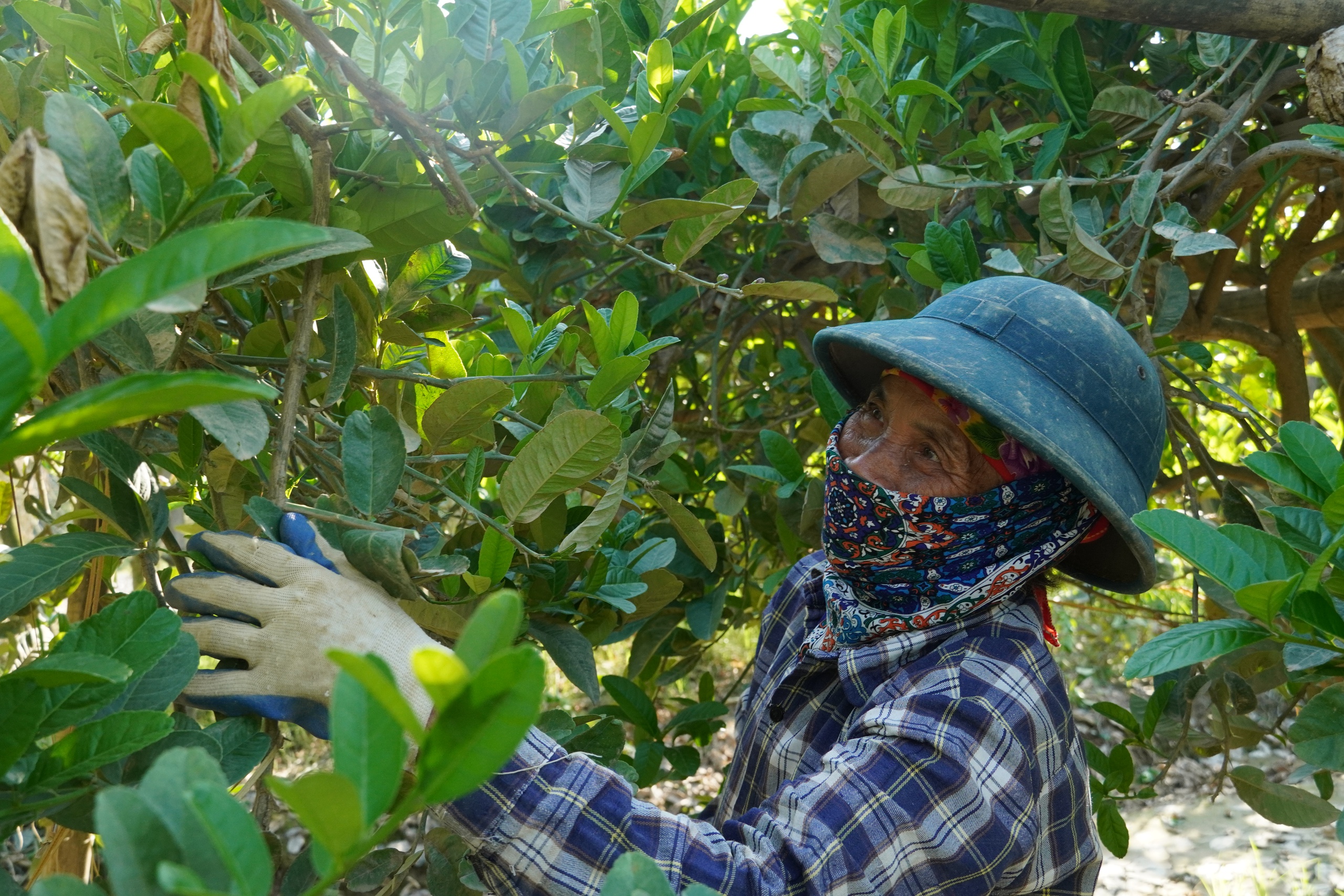 Mất trắng h&agrave;ng trăm tỷ, d&acirc;n trồng phật thủ ở H&agrave; Nội khốn khổ phục hồi sản xuất- Ảnh 3.