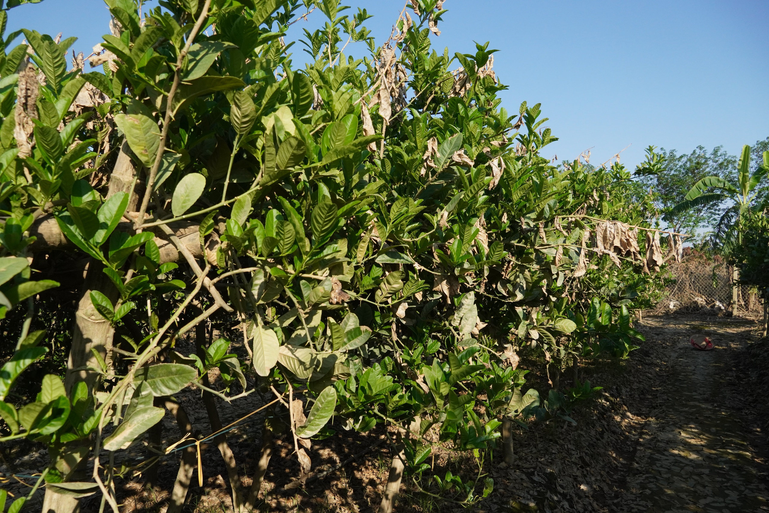 Mất trắng h&agrave;ng trăm tỷ, d&acirc;n trồng phật thủ ở H&agrave; Nội khốn khổ phục hồi sản xuất- Ảnh 2.