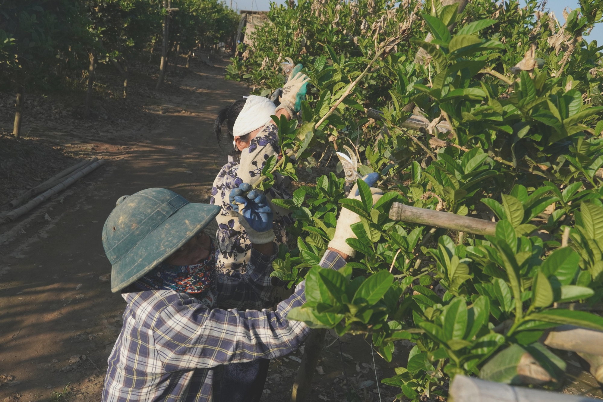 Mất trắng h&agrave;ng trăm tỷ, d&acirc;n trồng phật thủ ở H&agrave; Nội khốn khổ phục hồi sản xuất- Ảnh 11.