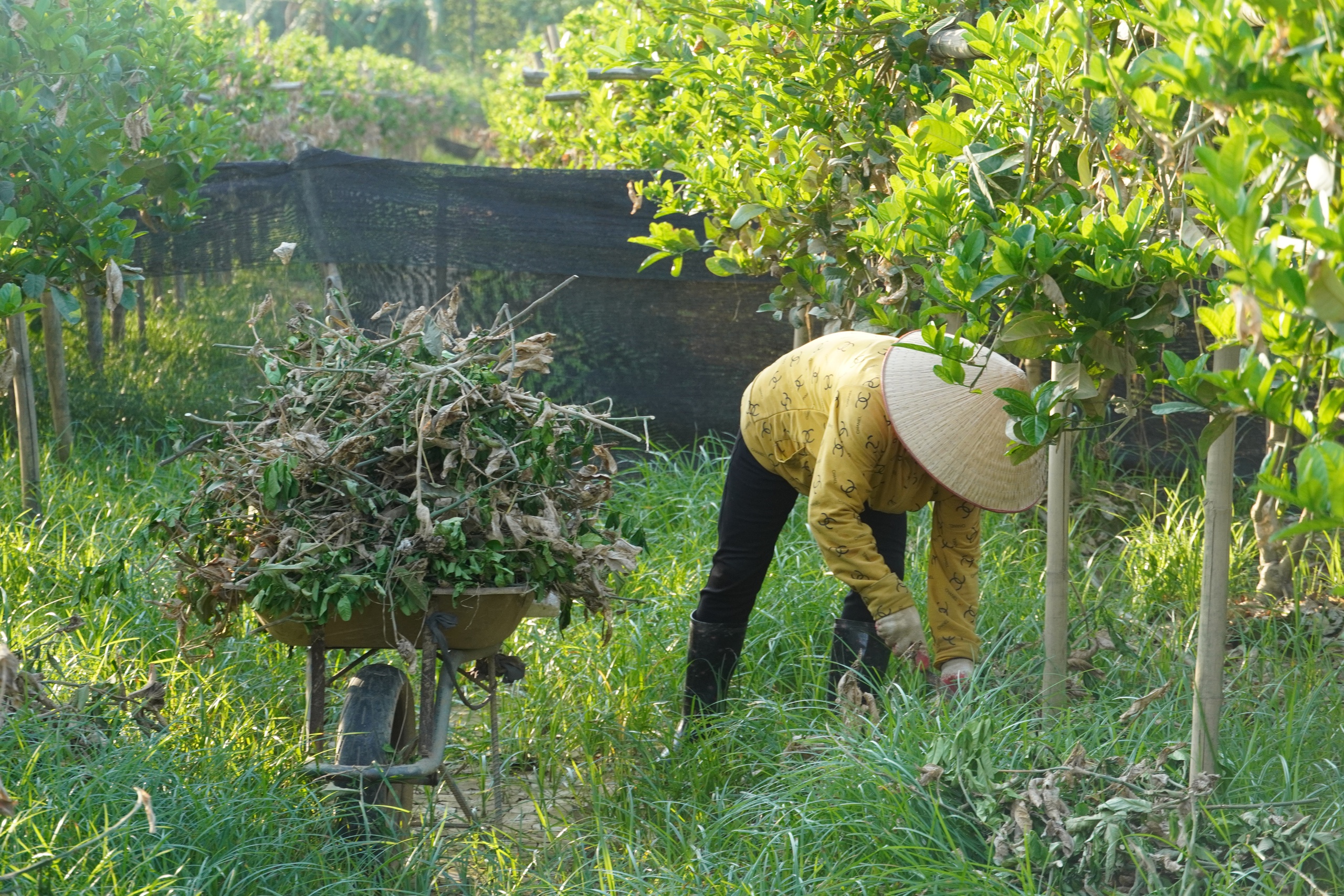 Mất trắng h&agrave;ng trăm tỷ, d&acirc;n trồng phật thủ ở H&agrave; Nội khốn khổ phục hồi sản xuất- Ảnh 7.