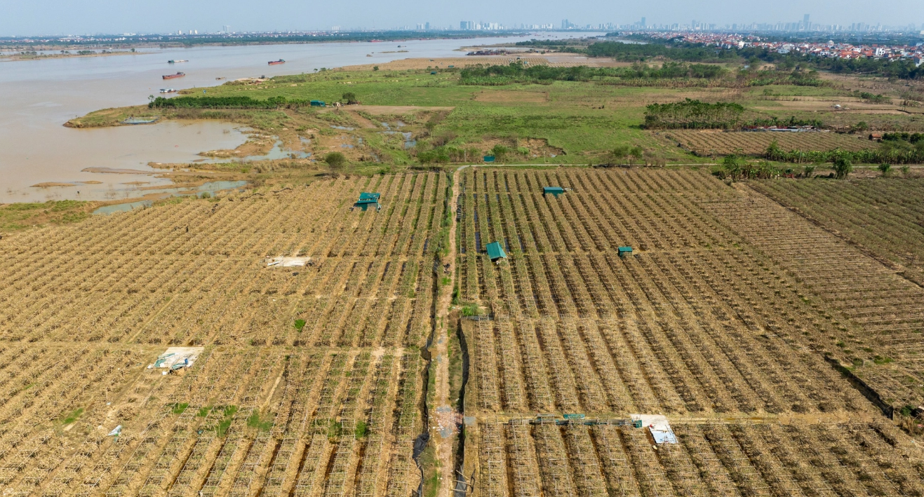 Mất trắng h&agrave;ng trăm tỷ, d&acirc;n trồng phật thủ ở H&agrave; Nội khốn khổ phục hồi sản xuất- Ảnh 10.