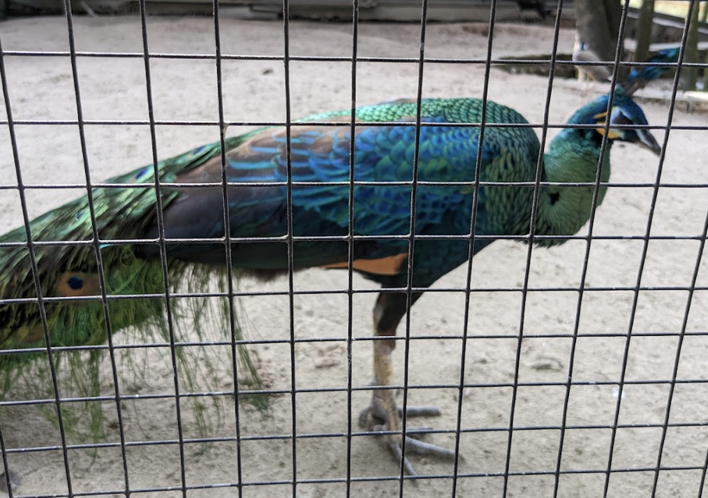 Hổ b&aacute;o chết h&agrave;ng loạt: Lấy mẫu, ti&ecirc;m ph&ograve;ng c&uacute;m to&agrave;n bộ gia cầm ở Vườn Xo&agrave;i- Ảnh 2.