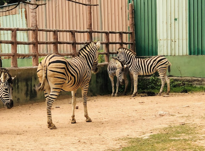 Vụ hổ, b&aacute;o chết h&agrave;ng loạt v&igrave; nhiễm c&uacute;m H5N1: Kết quả x&eacute;t nghiệm c&aacute;c động vật kh&aacute;c thế n&agrave;o?- Ảnh 3.
