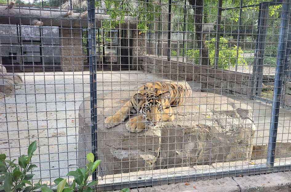 Hổ b&aacute;o chết h&agrave;ng loạt: Lấy mẫu, ti&ecirc;m ph&ograve;ng c&uacute;m to&agrave;n bộ gia cầm ở Vườn Xo&agrave;i- Ảnh 1.