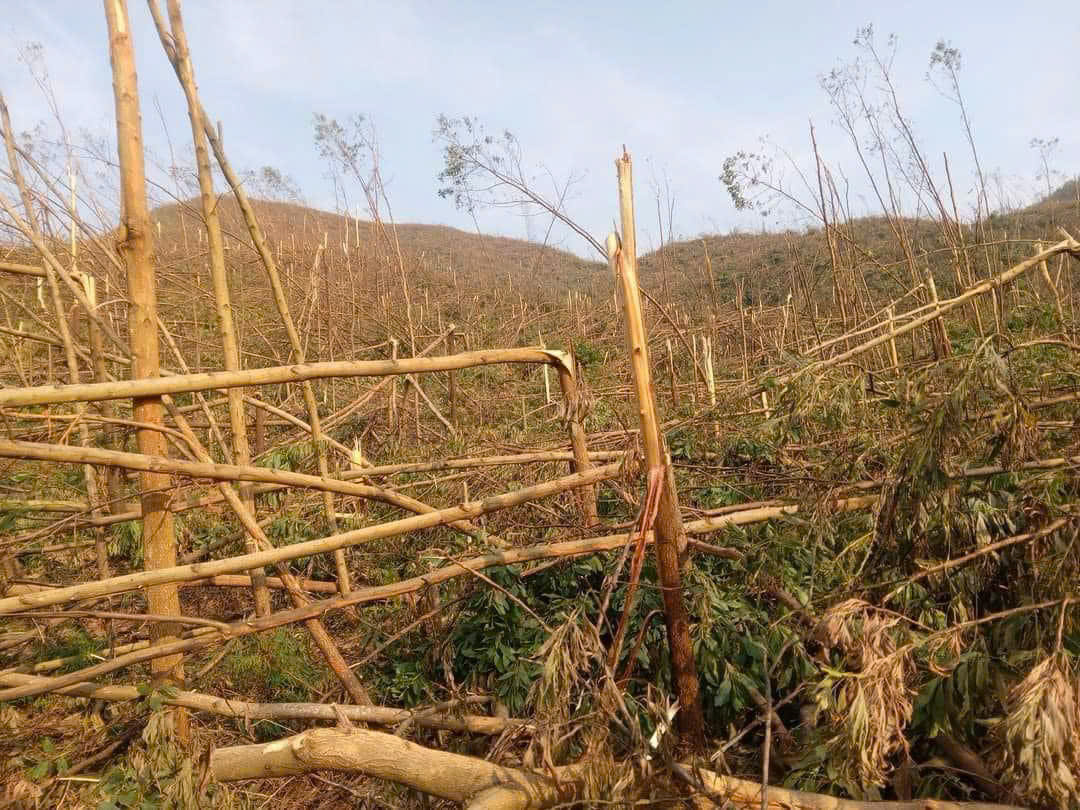Tan hoang những c&aacute;nh rừng sau b&atilde;o Yagi, Quảng Ninh hồi sinh c&aacute;ch n&agrave;o?- Ảnh 3.