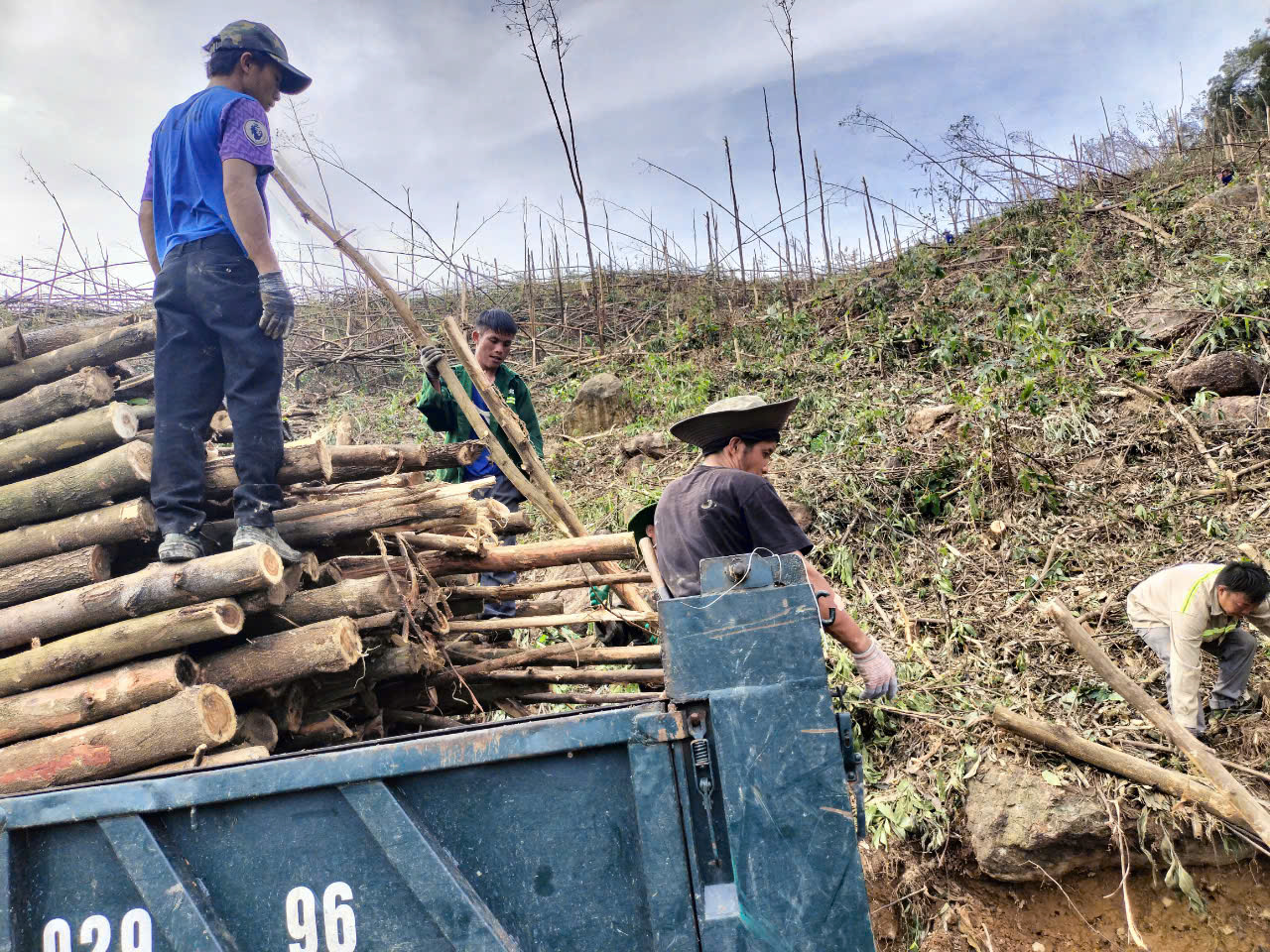 Tan hoang những c&aacute;nh rừng sau b&atilde;o Yagi, Quảng Ninh hồi sinh c&aacute;ch n&agrave;o?- Ảnh 2.