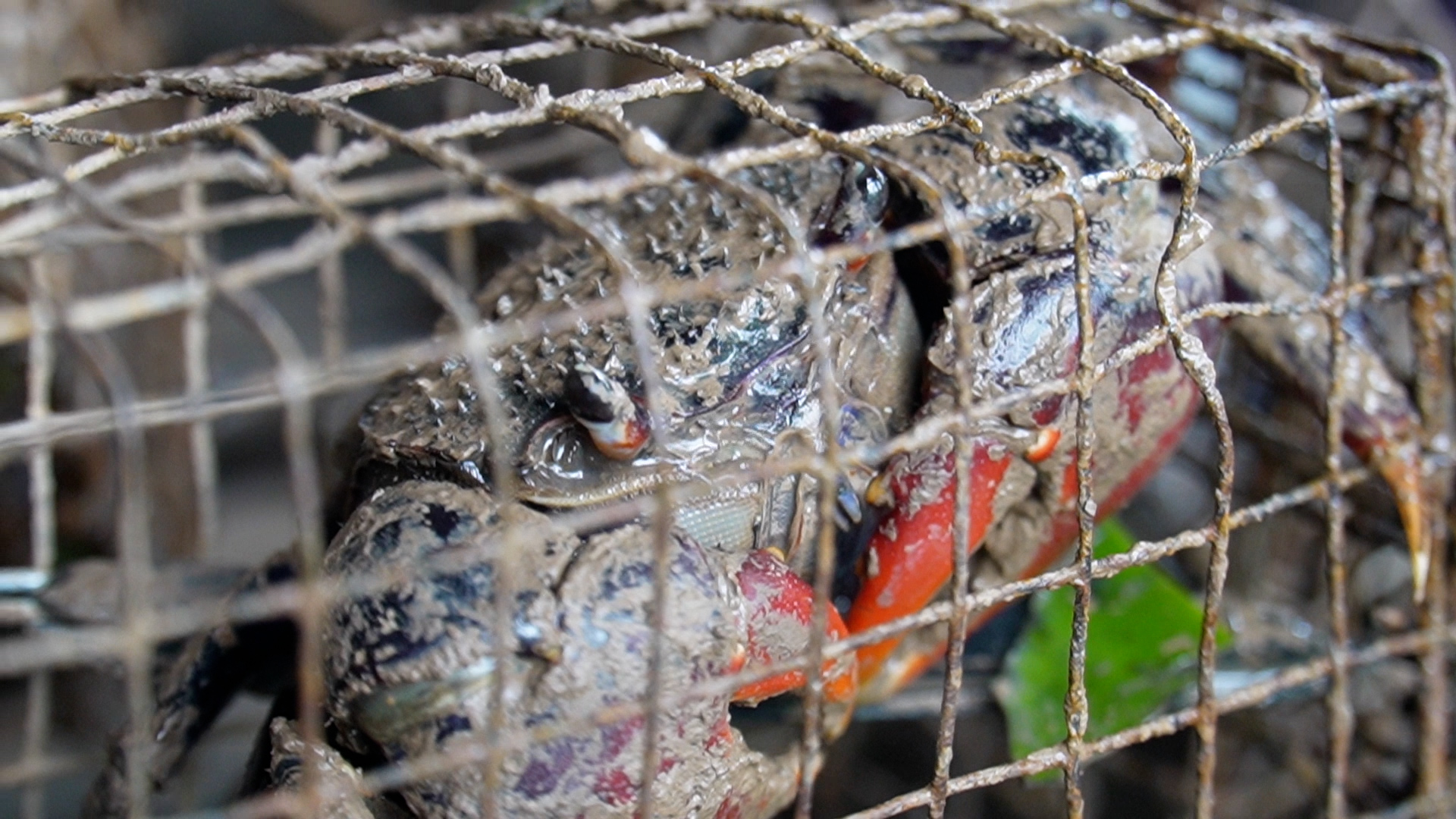 Độc đ&aacute;o nghề săn ch&ugrave; ụ của n&ocirc;ng d&acirc;n C&agrave; Mau- Ảnh 2.