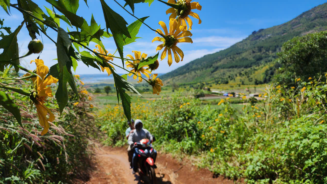 Hoa dã quỳ rực vàng trên cao nguyên Chư Đăng Ya- Ảnh 12. Hoa dã quỳ rực vàng trên cao nguyên Chư Đăng Ya- Ảnh 12.