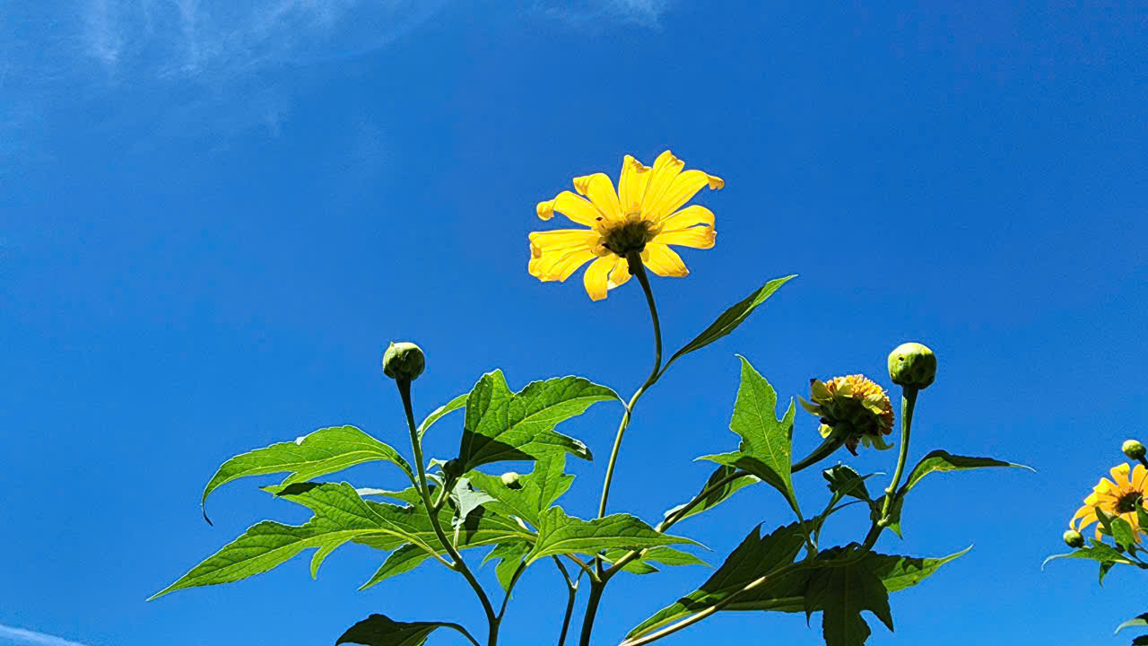 Hoa dã quỳ rực vàng trên cao nguyên Chư Đăng Ya- Ảnh 4. Hoa dã quỳ rực vàng trên cao nguyên Chư Đăng Ya- Ảnh 4.