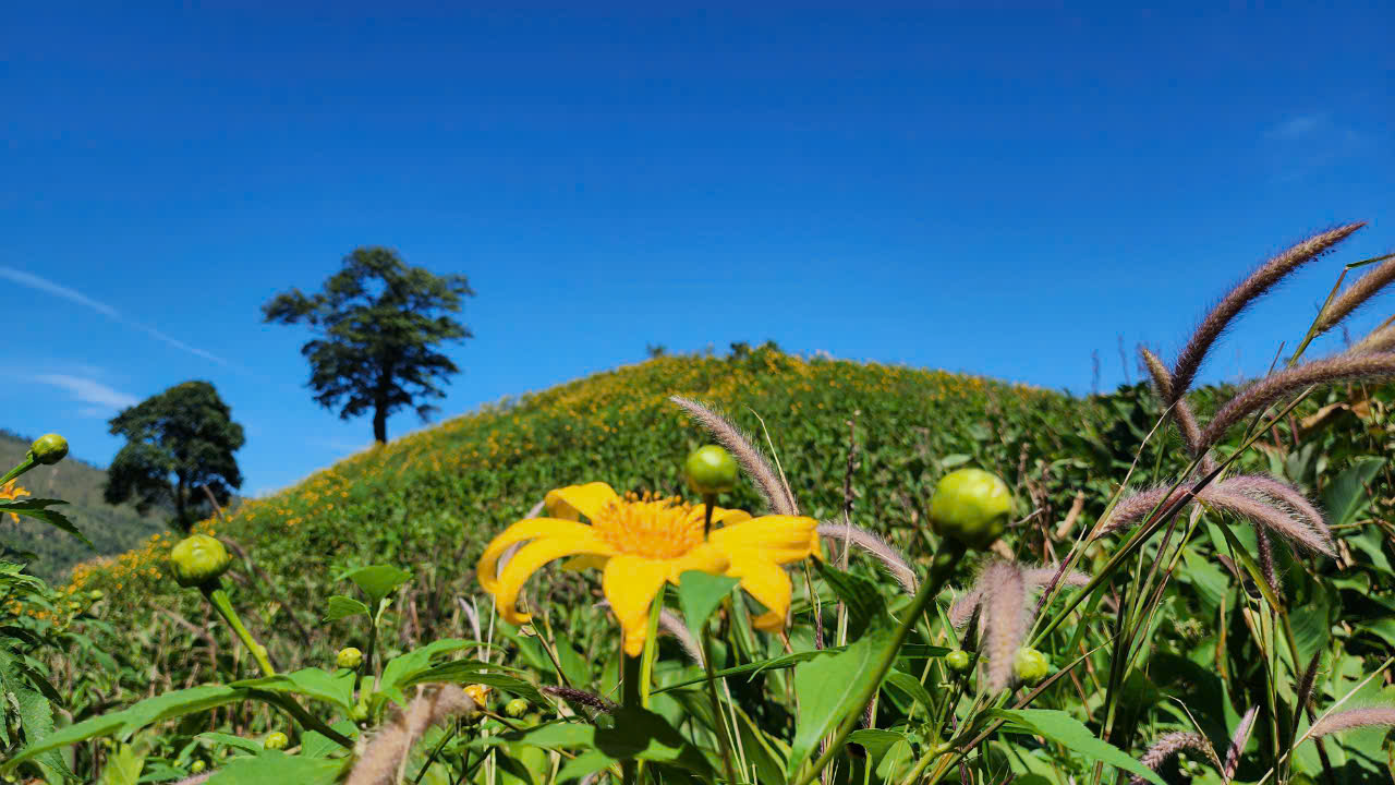 Hoa dã quỳ rực vàng trên cao nguyên Chư Đăng Ya- Ảnh 2. Hoa dã quỳ rực vàng trên cao nguyên Chư Đăng Ya- Ảnh 2.