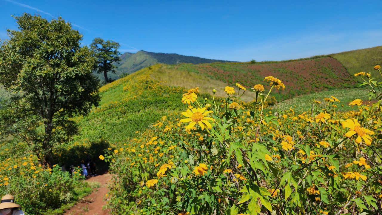 Hoa dã quỳ rực vàng trên cao nguyên Chư Đăng Ya- Ảnh 3. Hoa dã quỳ rực vàng trên cao nguyên Chư Đăng Ya- Ảnh 3.