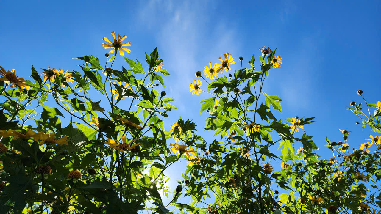 Hoa dã quỳ rực vàng trên cao nguyên Chư Đăng Ya- Ảnh 9. Hoa dã quỳ rực vàng trên cao nguyên Chư Đăng Ya- Ảnh 9.