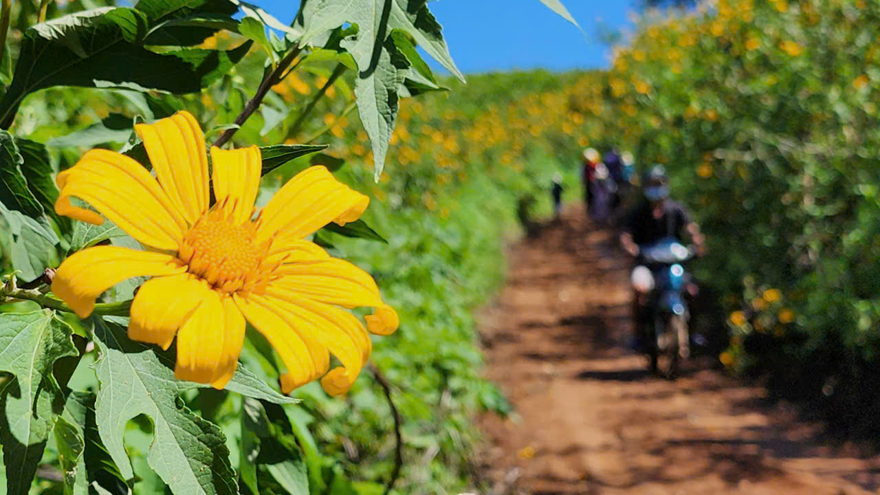 Hoa dã quỳ rực vàng trên cao nguyên Chư Đăng Ya- Ảnh 15. Hoa dã quỳ rực vàng trên cao nguyên Chư Đăng Ya- Ảnh 15.