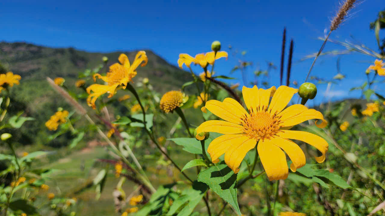 Hoa dã quỳ rực vàng trên cao nguyên Chư Đăng Ya- Ảnh 1. Hoa dã quỳ rực vàng trên cao nguyên Chư Đăng Ya- Ảnh 1.