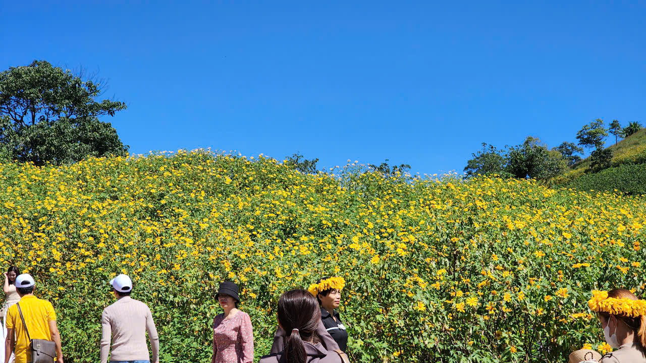 Hoa dã quỳ rực vàng trên cao nguyên Chư Đăng Ya- Ảnh 8. Hoa dã quỳ rực vàng trên cao nguyên Chư Đăng Ya- Ảnh 8.