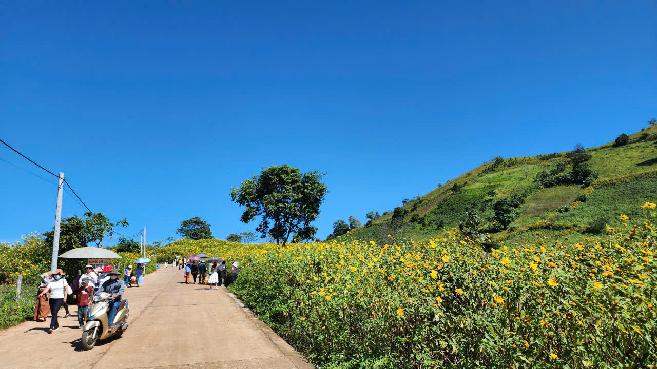Hoa dã quỳ rực vàng trên cao nguyên Chư Đăng Ya- Ảnh 10. Hoa dã quỳ rực vàng trên cao nguyên Chư Đăng Ya- Ảnh 10.