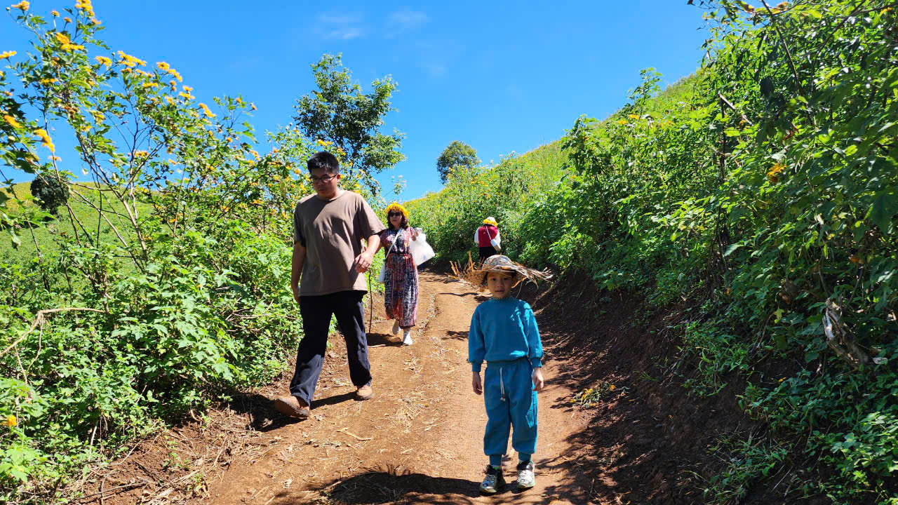 Hoa dã quỳ rực vàng trên cao nguyên Chư Đăng Ya- Ảnh 11. Hoa dã quỳ rực vàng trên cao nguyên Chư Đăng Ya- Ảnh 11.