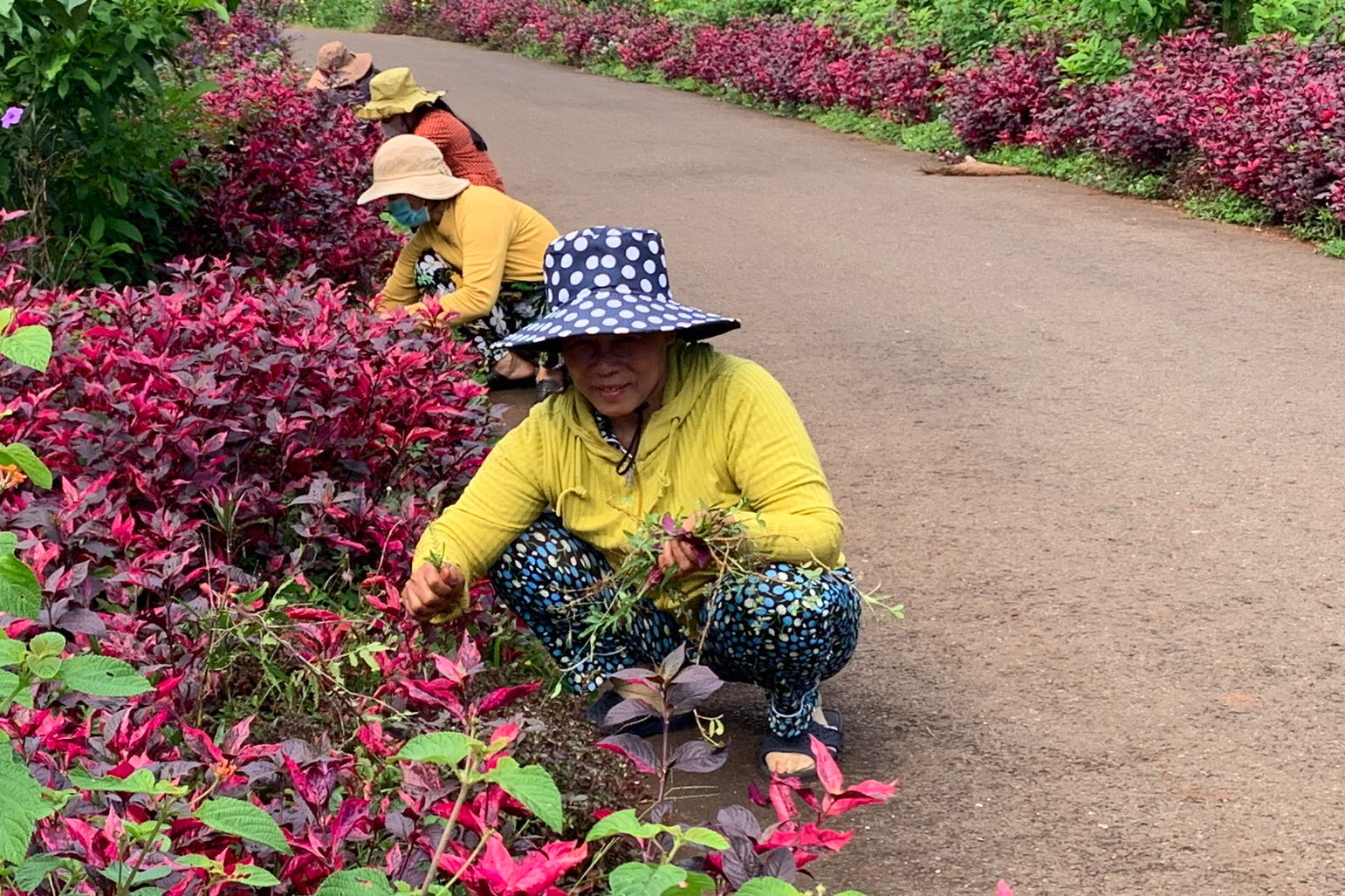 Rực rỡ những tuyến đường hoa ở v&ugrave;ng th&ocirc;n qu&ecirc; B&agrave; Rịa - Vũng T&agrave;u- Ảnh 13.