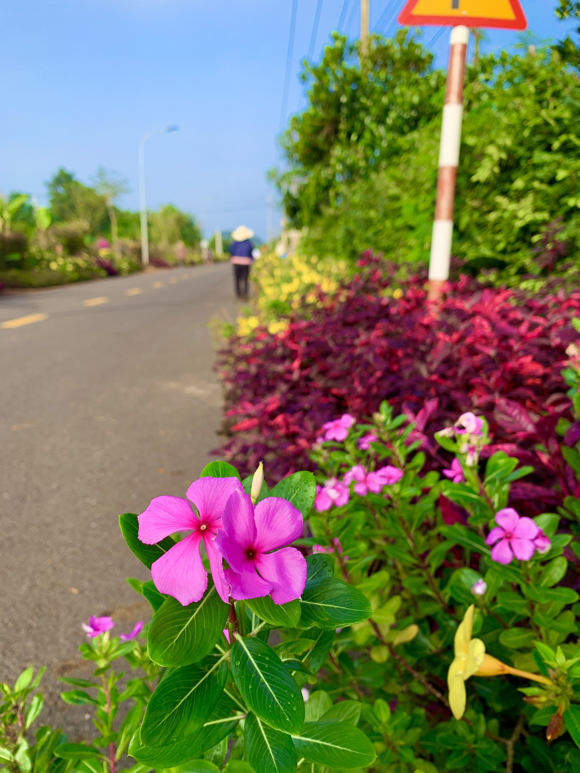Rực rỡ những tuyến đường hoa ở v&ugrave;ng th&ocirc;n qu&ecirc; B&agrave; Rịa - Vũng T&agrave;u- Ảnh 7.