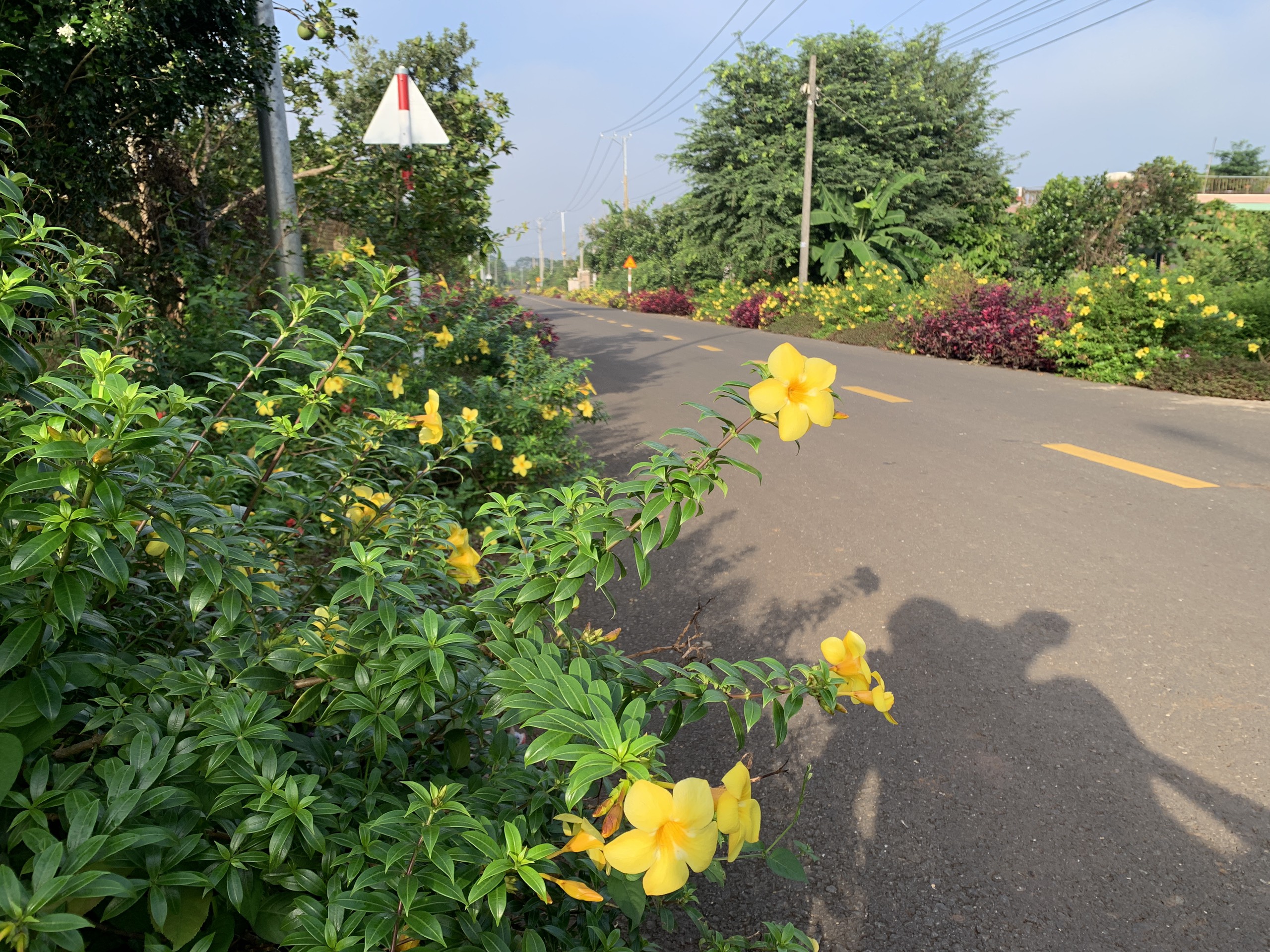 Rực rỡ những tuyến đường hoa ở v&ugrave;ng th&ocirc;n qu&ecirc; B&agrave; Rịa - Vũng T&agrave;u- Ảnh 6.