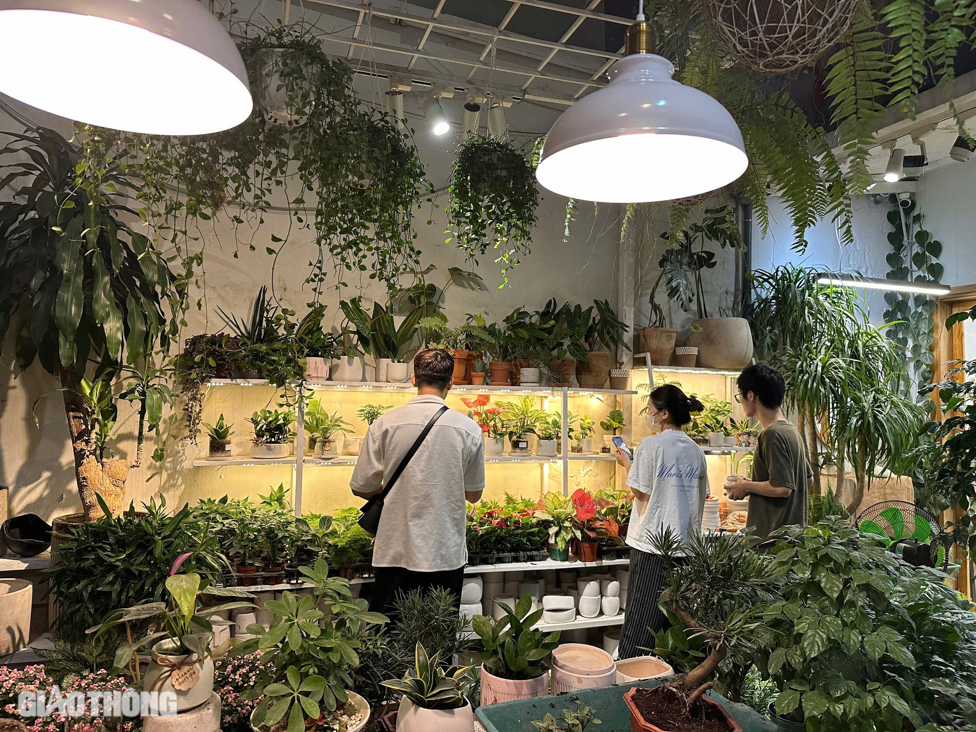 C&acirc;y phong thủy, bonsai h&uacute;t kh&aacute;ch mua dịp 20/11- Ảnh 3.