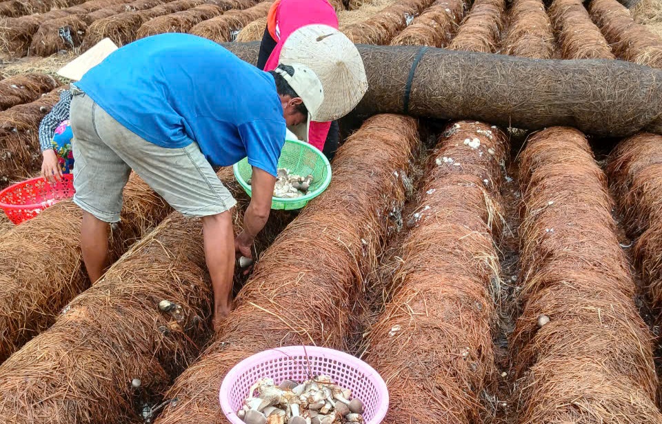 Trồng nấm ven đường l&uacute;c n&ocirc;ng nh&agrave;n, n&ocirc;ng d&acirc;n miền T&acirc;y thu bạc triệu mỗi ng&agrave;y- Ảnh 1.