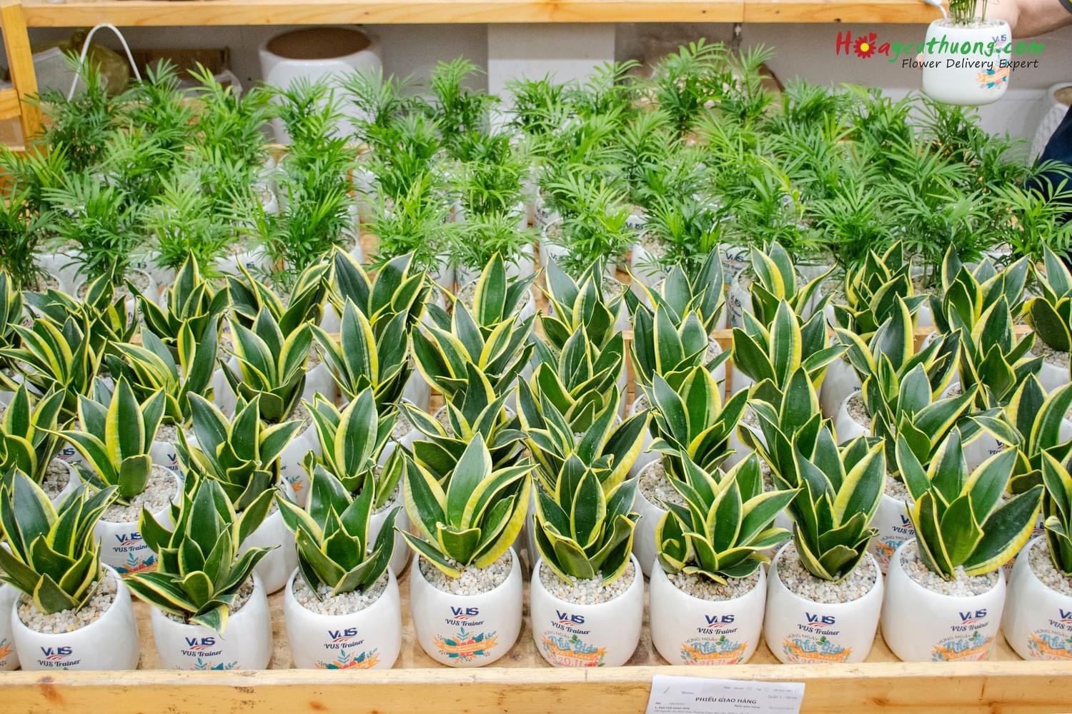 C&acirc;y phong thủy, bonsai h&uacute;t kh&aacute;ch mua dịp 20/11- Ảnh 11.