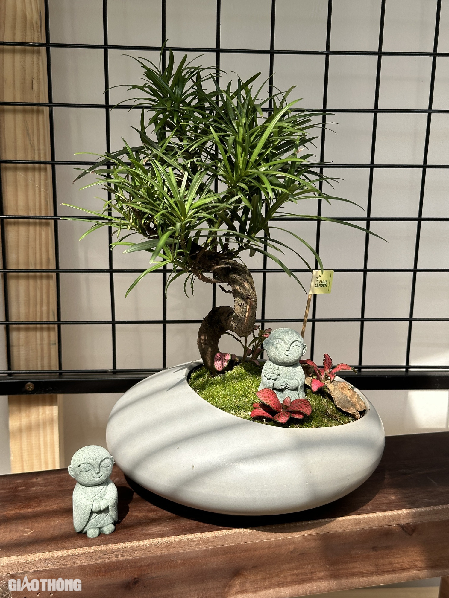 C&acirc;y phong thủy, bonsai h&uacute;t kh&aacute;ch mua dịp 20/11- Ảnh 7.