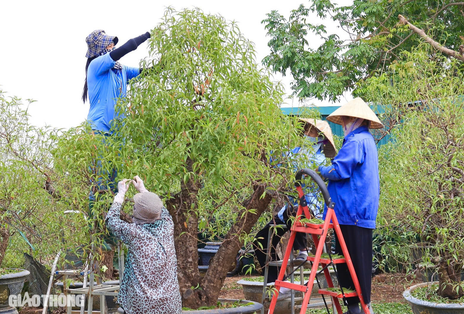 D&acirc;n trồng đ&agrave;o Nhật T&acirc;n chi tiền triệu mỗi ng&agrave;y thu&ecirc; người tuốt l&aacute;, chuẩn bị h&agrave;ng Tết- Ảnh 3.