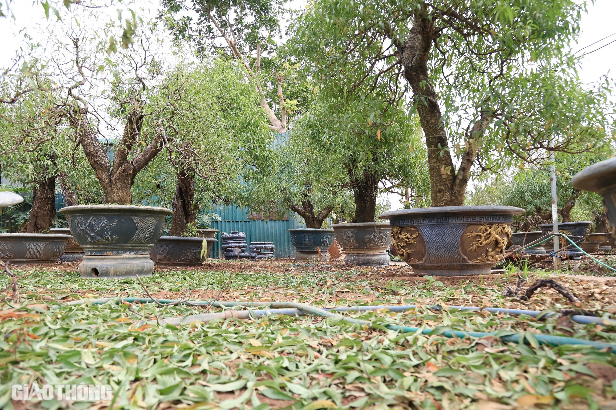 D&acirc;n trồng đ&agrave;o Nhật T&acirc;n chi tiền triệu mỗi ng&agrave;y thu&ecirc; người tuốt l&aacute;, chuẩn bị h&agrave;ng Tết- Ảnh 8.