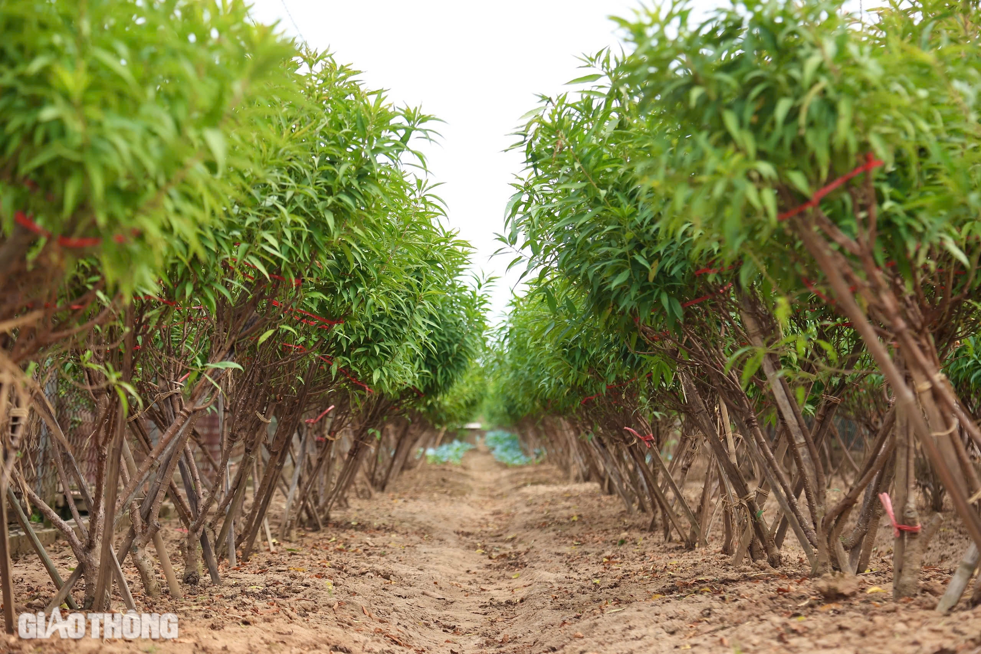 D&acirc;n trồng đ&agrave;o Nhật T&acirc;n chi tiền triệu mỗi ng&agrave;y thu&ecirc; người tuốt l&aacute;, chuẩn bị h&agrave;ng Tết- Ảnh 1.