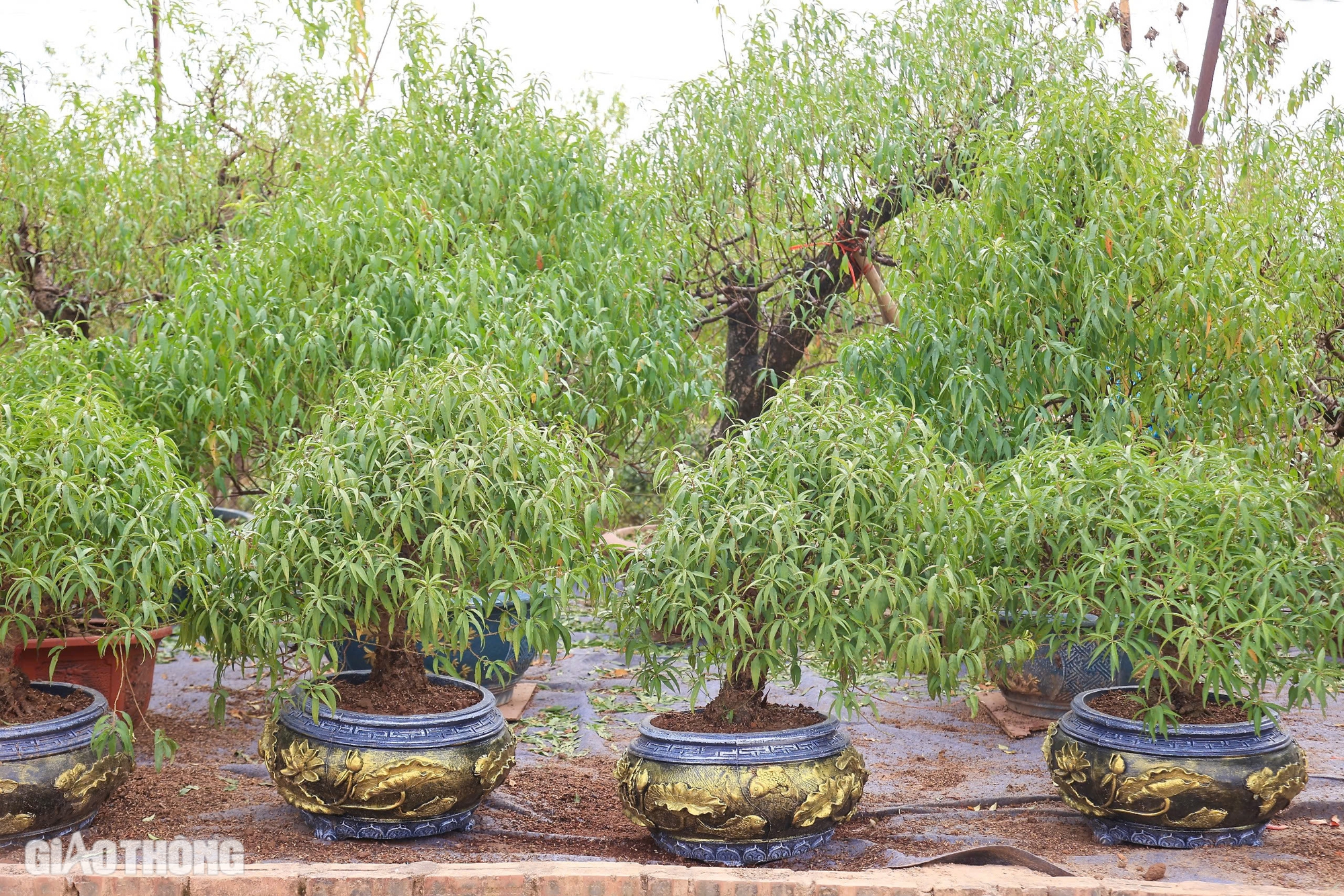 D&acirc;n trồng đ&agrave;o Nhật T&acirc;n chi tiền triệu mỗi ng&agrave;y thu&ecirc; người tuốt l&aacute;, chuẩn bị h&agrave;ng Tết- Ảnh 10.