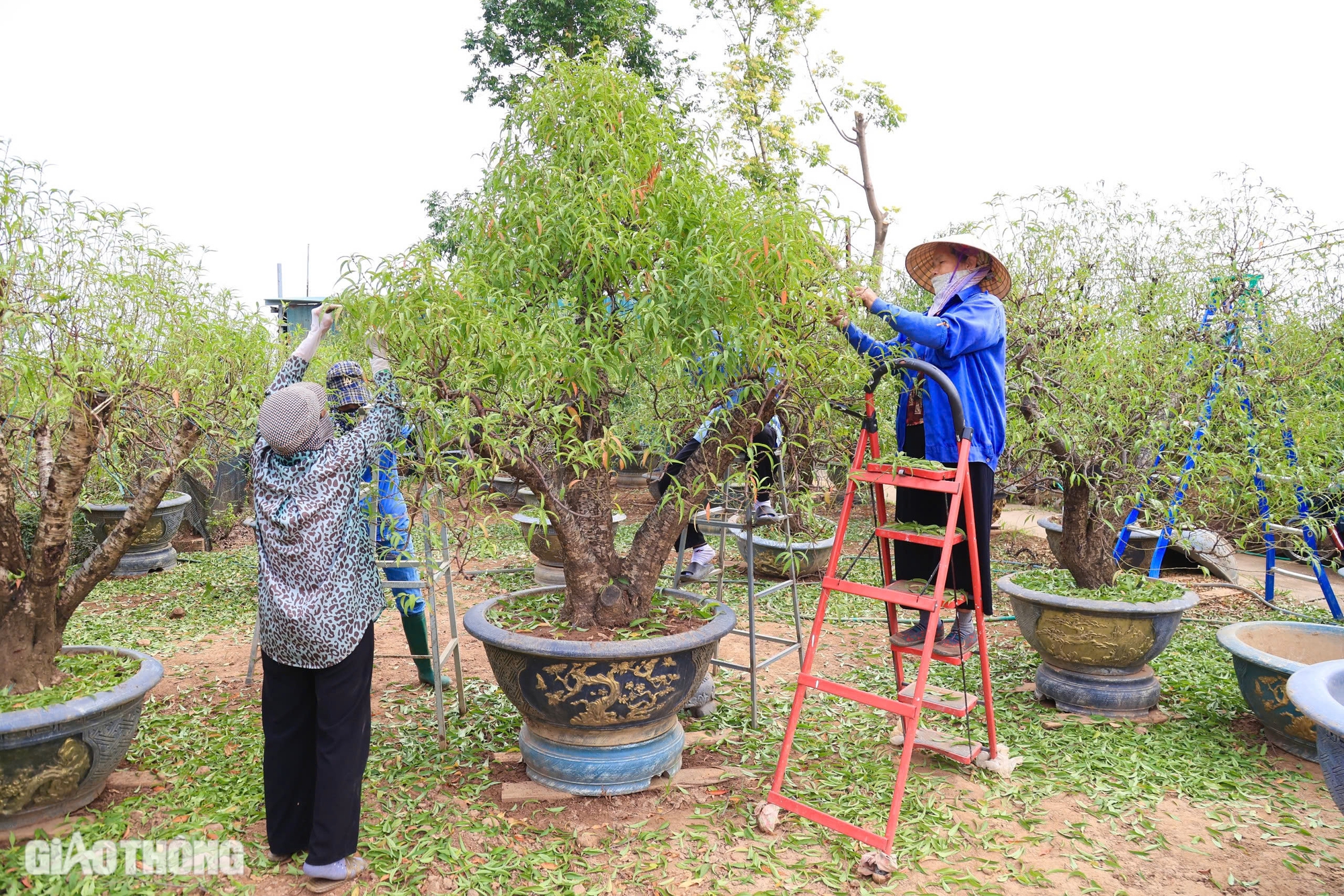 D&acirc;n trồng đ&agrave;o Nhật T&acirc;n chi tiền triệu mỗi ng&agrave;y thu&ecirc; người tuốt l&aacute;, chuẩn bị h&agrave;ng Tết- Ảnh 7.