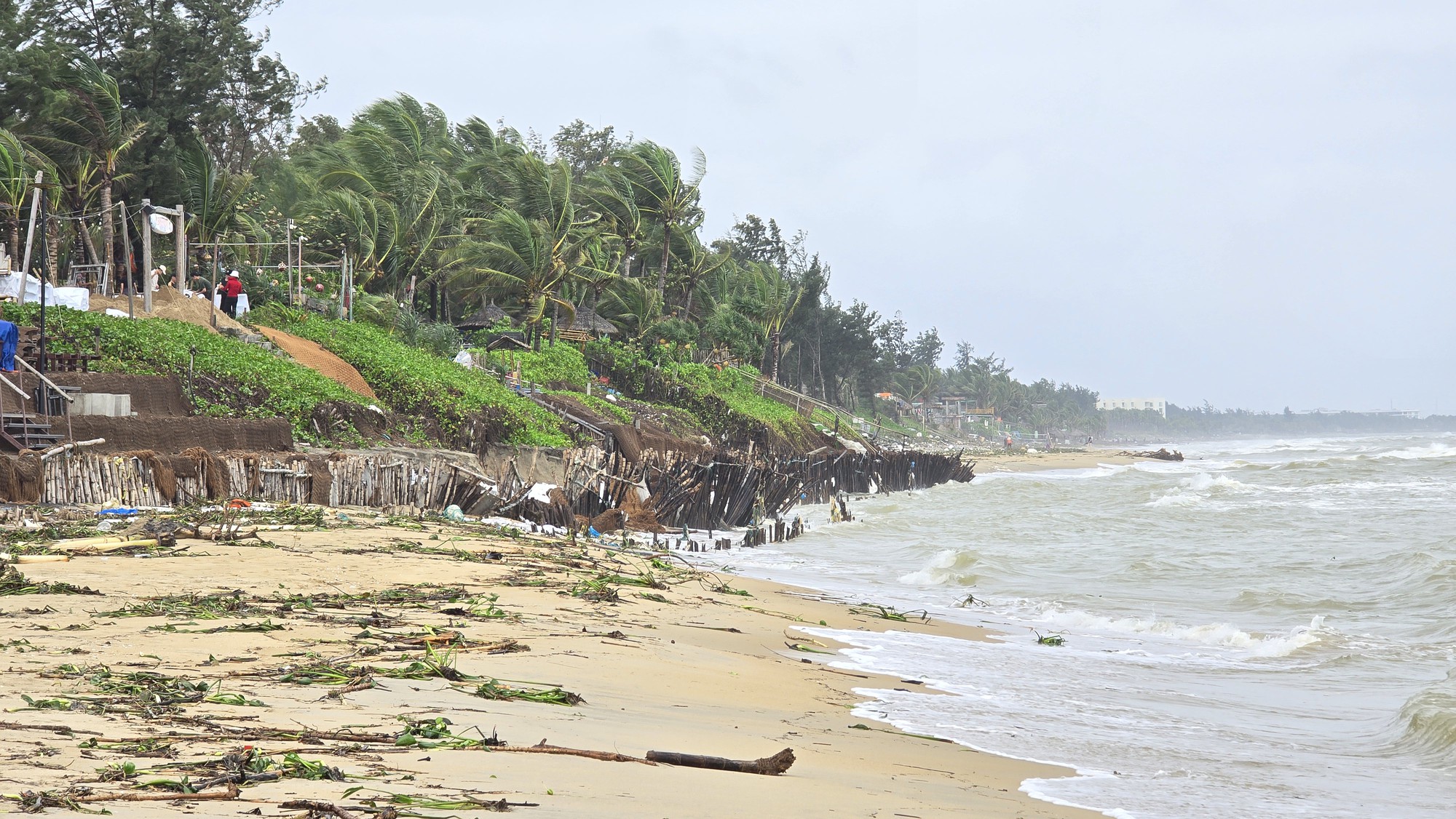 H&agrave;ng trăm m&eacute;t bờ biển Hội An sạt lở nghi&ecirc;m trọng- Ảnh 1.