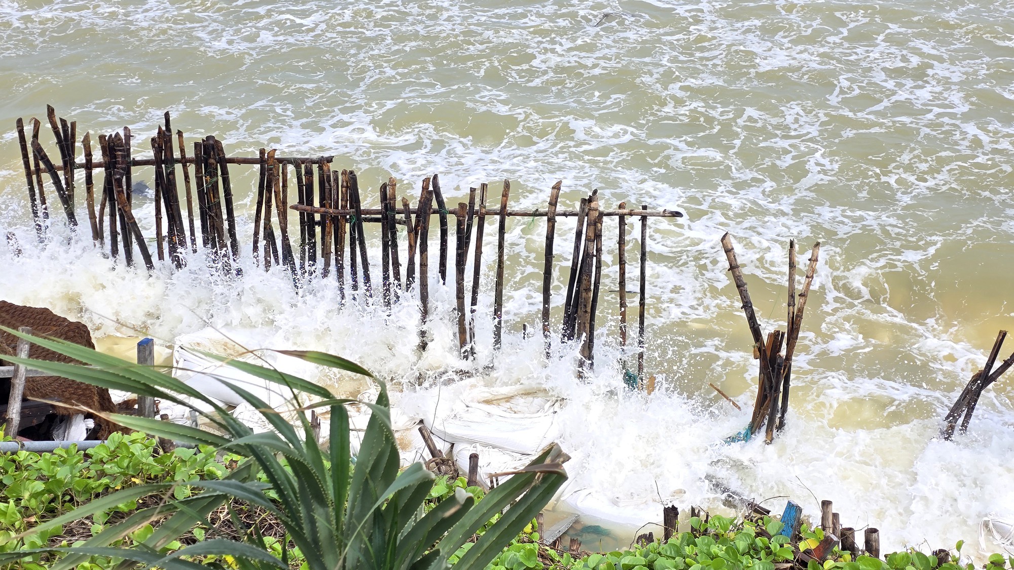 H&agrave;ng trăm m&eacute;t bờ biển Hội An sạt lở nghi&ecirc;m trọng- Ảnh 11.