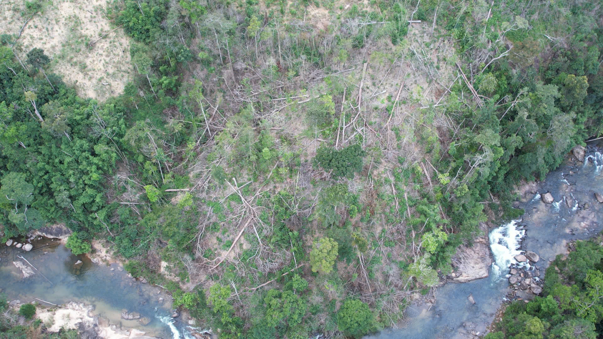 Gia Lai: Ph&aacute;t hiện vụ ph&aacute; rừng quy m&ocirc; lớn- Ảnh 1.