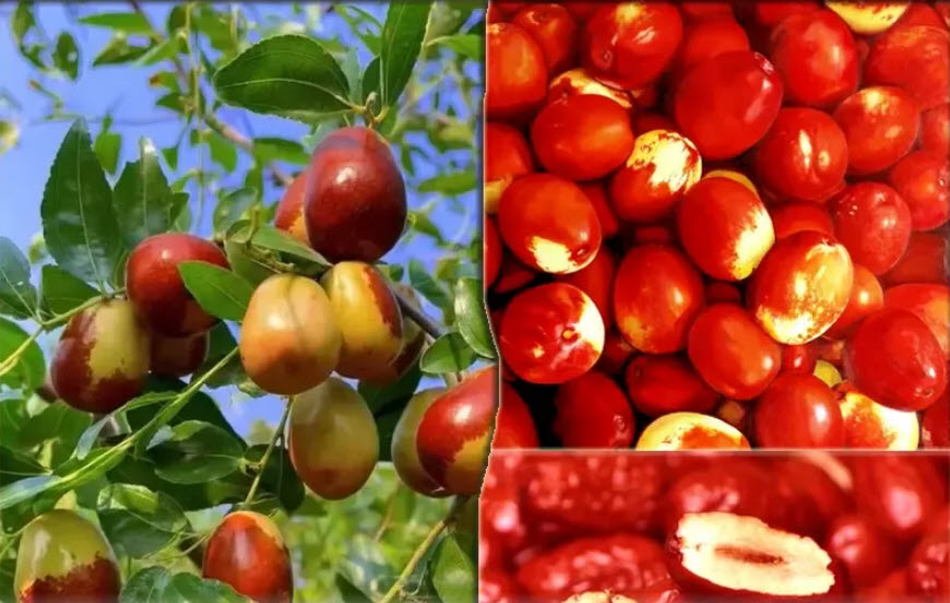T&aacute;o đỏ cực kỳ tốt nhưng c&oacute; một điều người b&aacute;n h&agrave;ng kh&ocirc;ng bao giờ n&oacute;i cho bạn biết- Ảnh 2.
