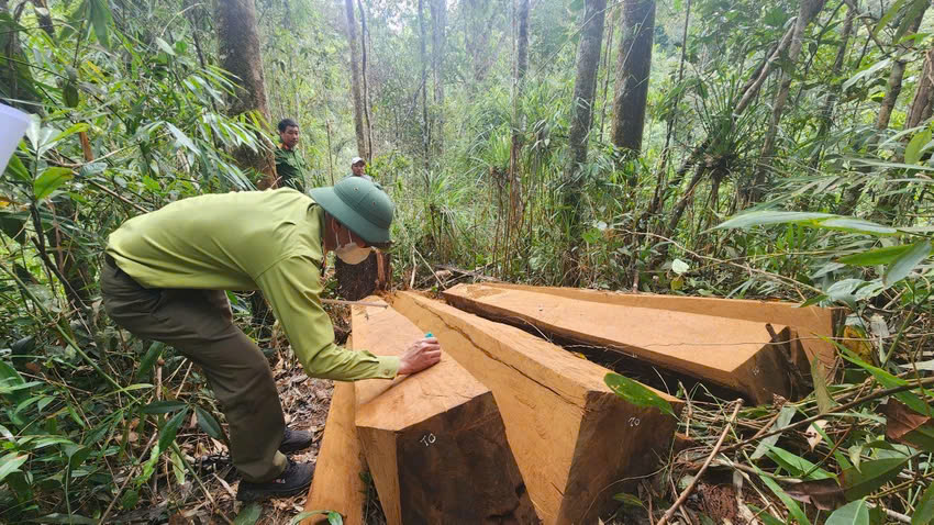 L&acirc;m Đồng: Bắt nh&acirc;n vi&ecirc;n bảo vệ rừng cấu kết c&ugrave;ng l&acirc;m tặc- Ảnh 2.