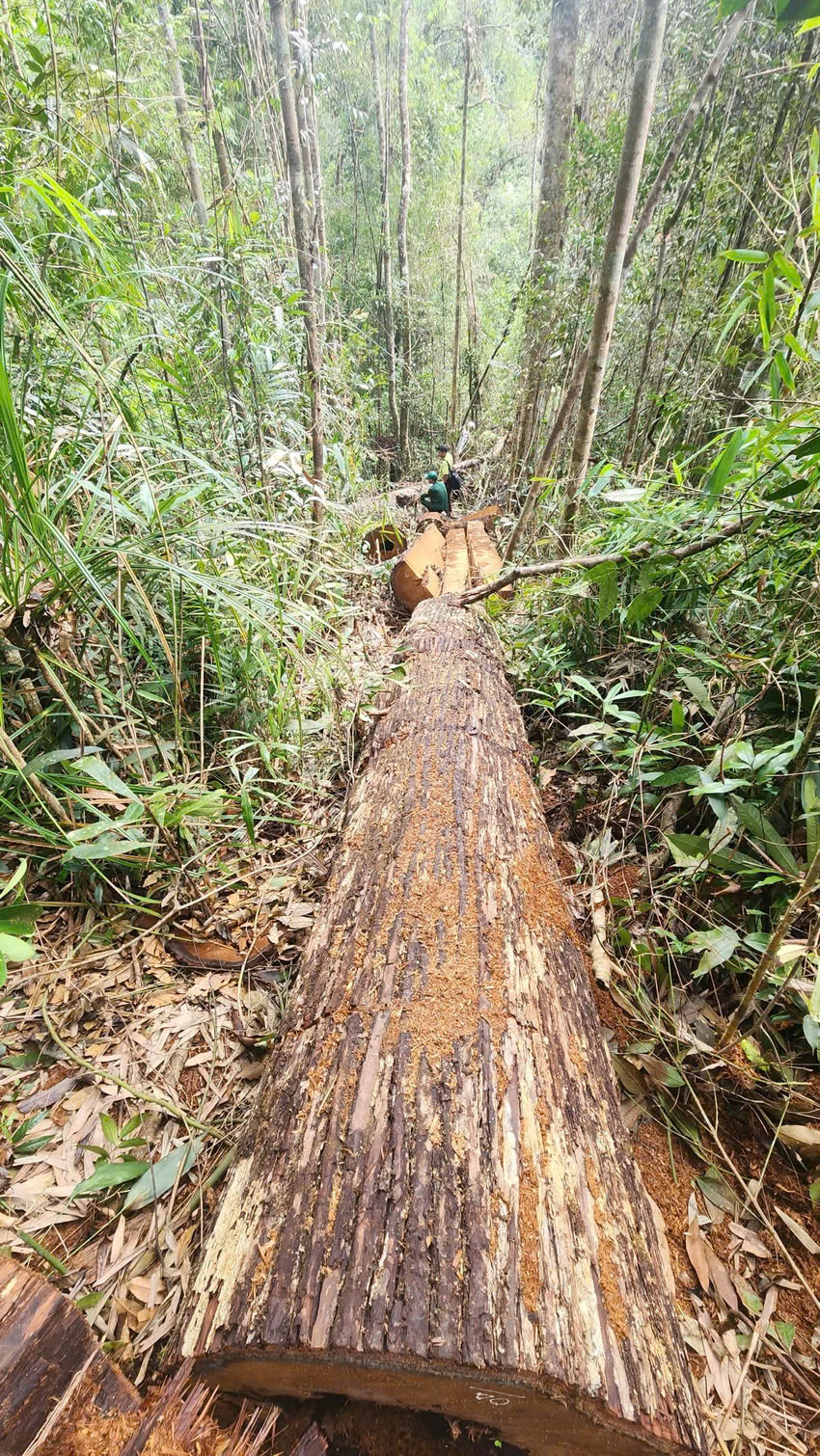 L&acirc;m Đồng: Bắt nh&acirc;n vi&ecirc;n bảo vệ rừng cấu kết c&ugrave;ng l&acirc;m tặc- Ảnh 4.