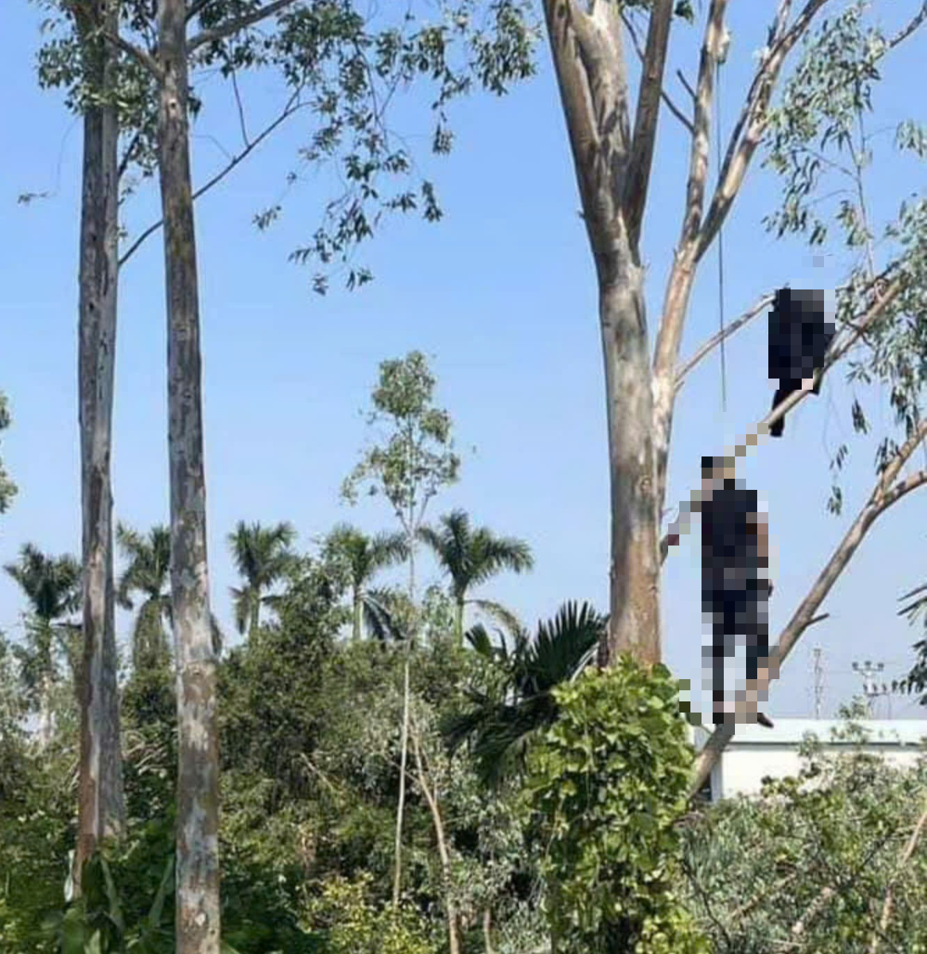 Người d&acirc;n can ngăn, tr&egrave;o l&ecirc;n c&acirc;y vẫn kh&ocirc;ng cứu kịp nạn nh&acirc;n treo cổ tự tử- Ảnh 1.