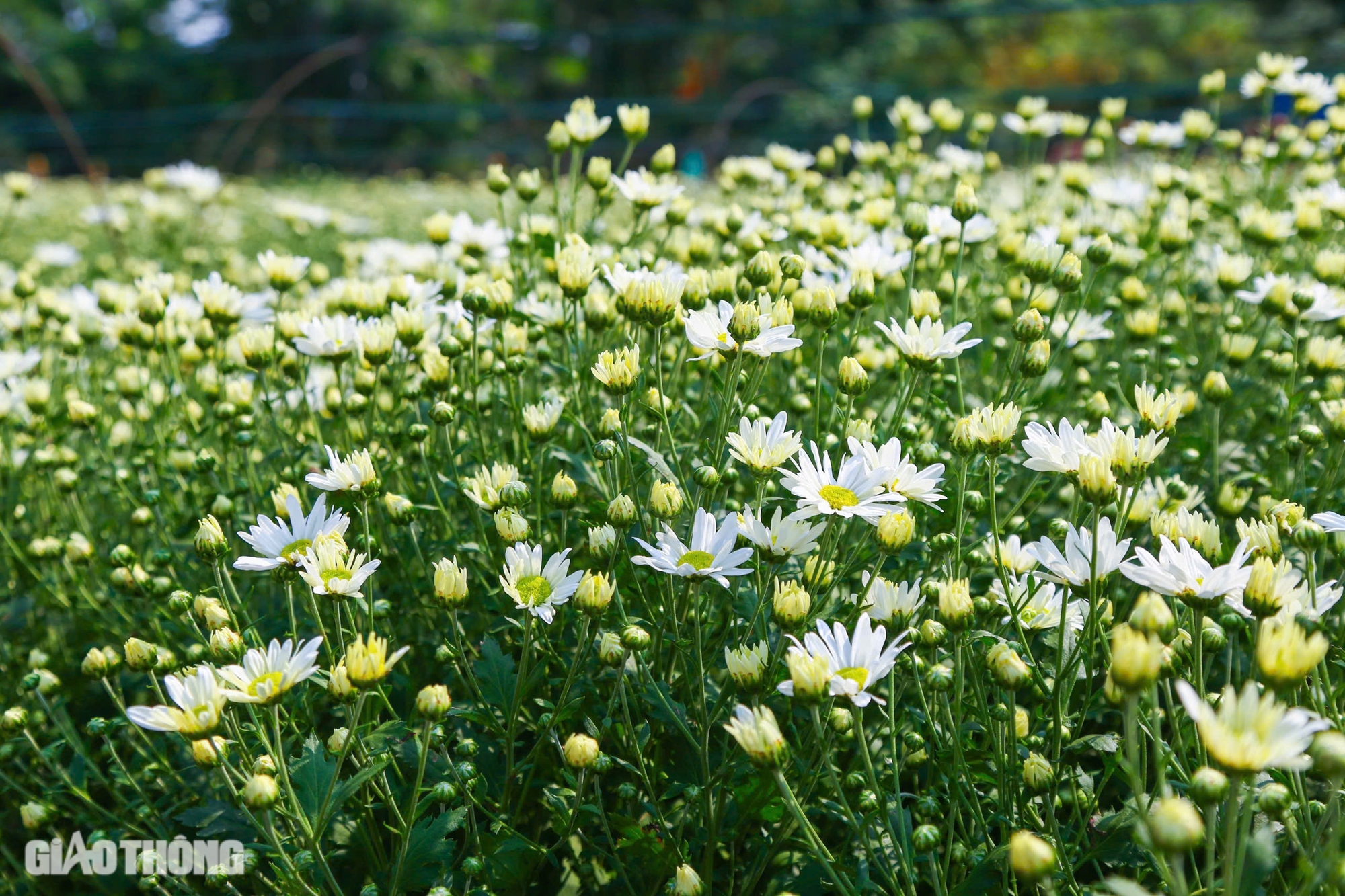 Tất bật thu hoạch c&uacute;c họa mi s&oacute;t lại sau b&atilde;o Yagi, b&aacute;n gi&aacute; đắt gấp đ&ocirc;i- Ảnh 8.