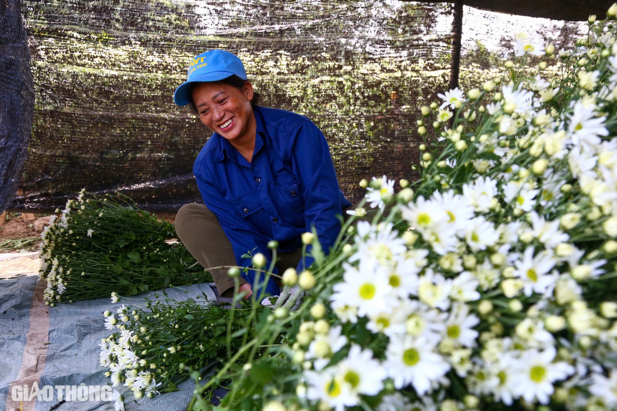 Tất bật thu hoạch c&uacute;c họa mi s&oacute;t lại sau b&atilde;o Yagi, b&aacute;n gi&aacute; đắt gấp đ&ocirc;i- Ảnh 7.