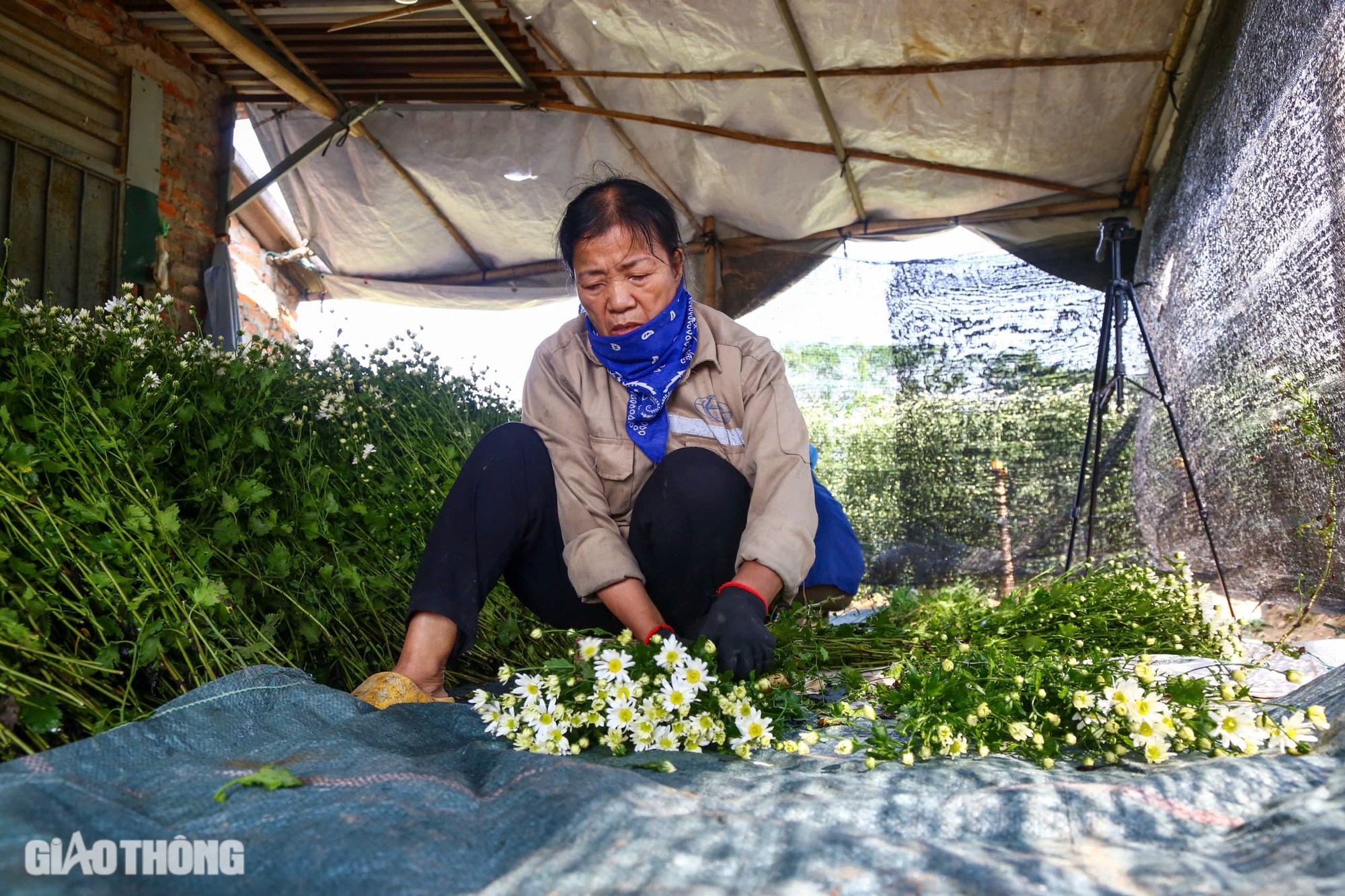 Tất bật thu hoạch c&uacute;c họa mi s&oacute;t lại sau b&atilde;o Yagi, b&aacute;n gi&aacute; đắt gấp đ&ocirc;i- Ảnh 4.