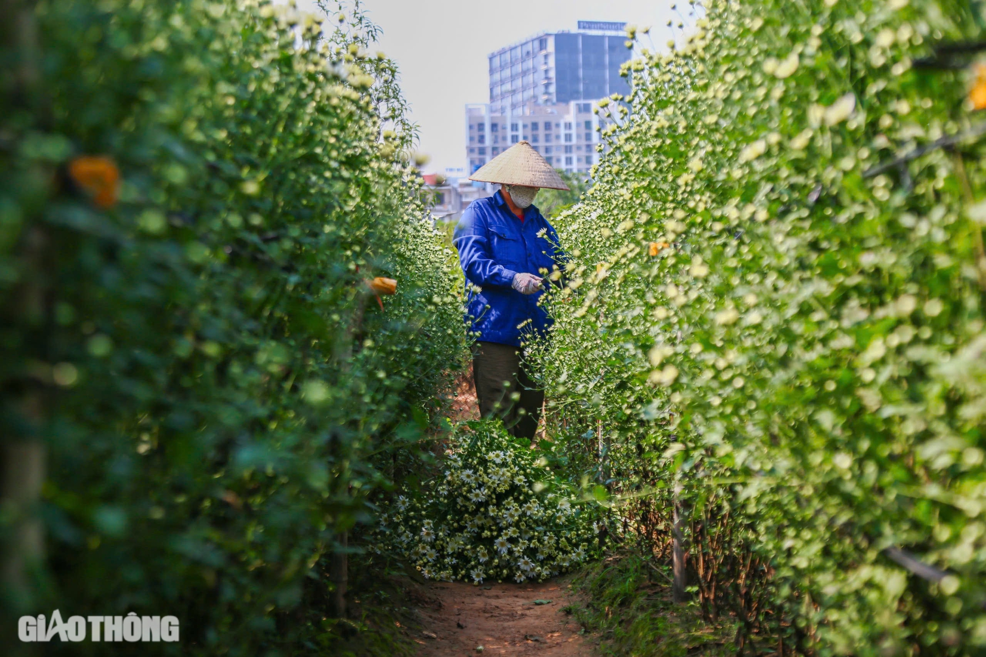 Tất bật thu hoạch c&uacute;c họa mi s&oacute;t lại sau b&atilde;o Yagi, b&aacute;n gi&aacute; đắt gấp đ&ocirc;i- Ảnh 2.