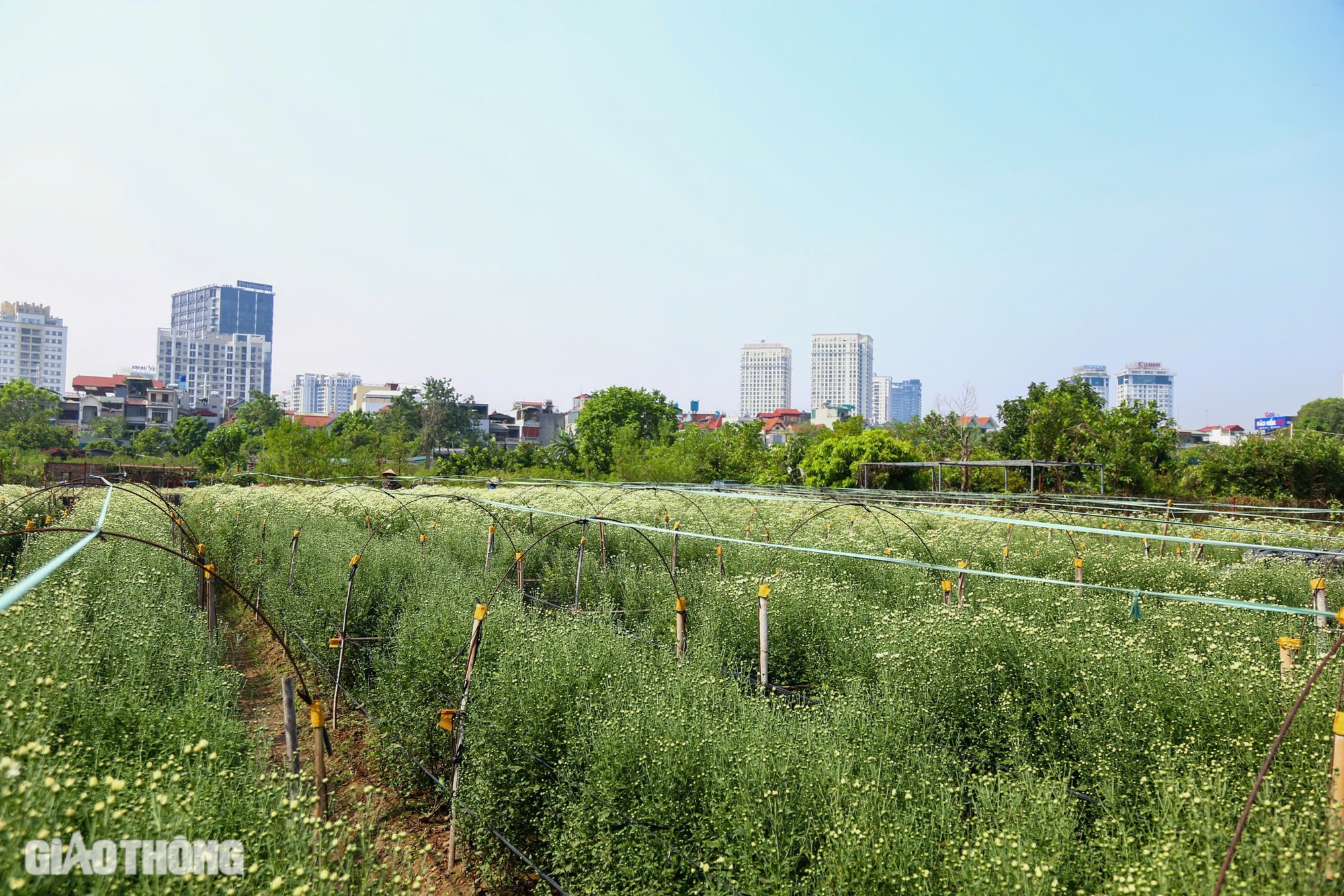 Tất bật thu hoạch c&uacute;c họa mi s&oacute;t lại sau b&atilde;o Yagi, b&aacute;n gi&aacute; đắt gấp đ&ocirc;i- Ảnh 1.